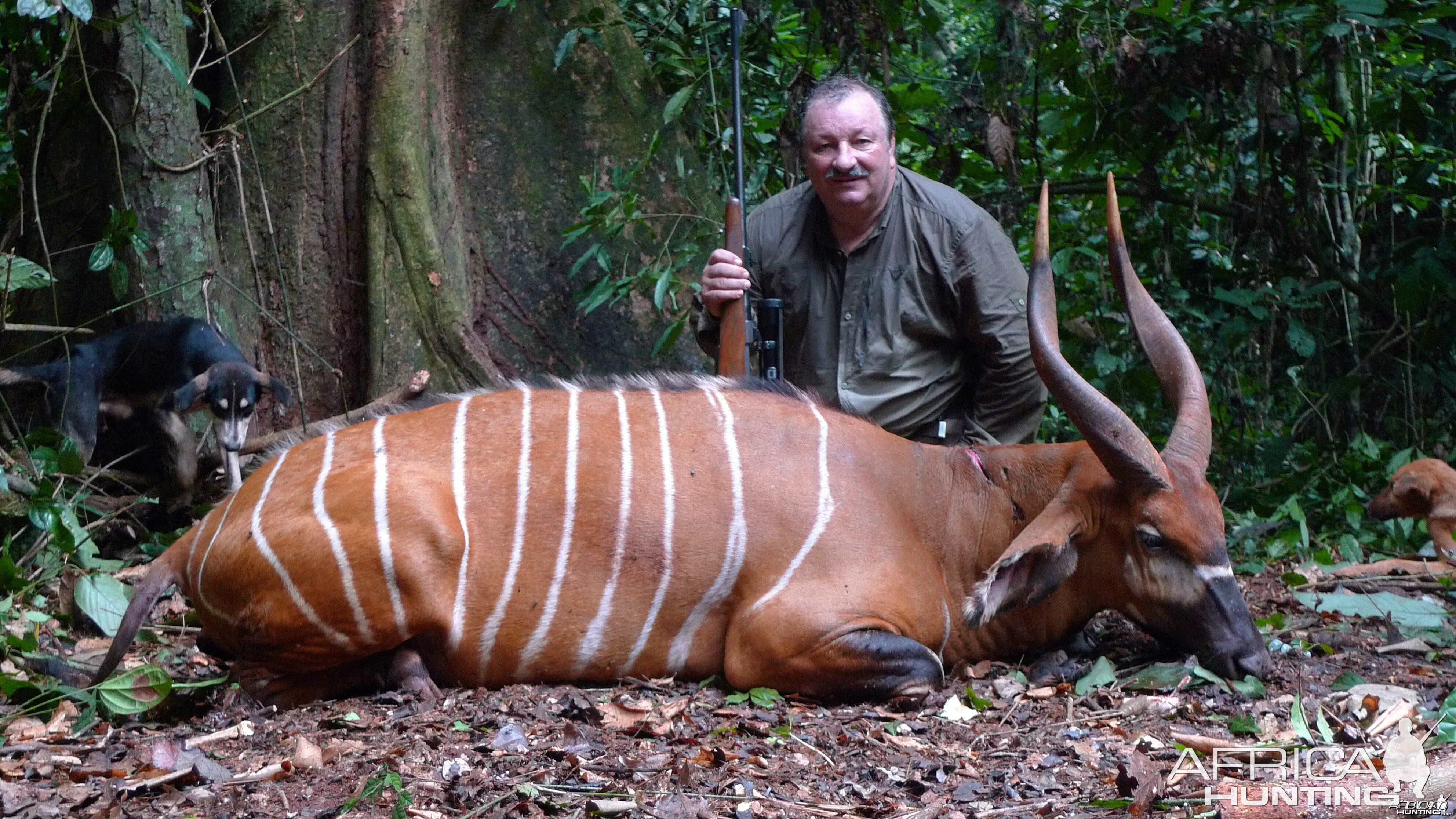 Bongo hunted in Cameroon with Club Faune