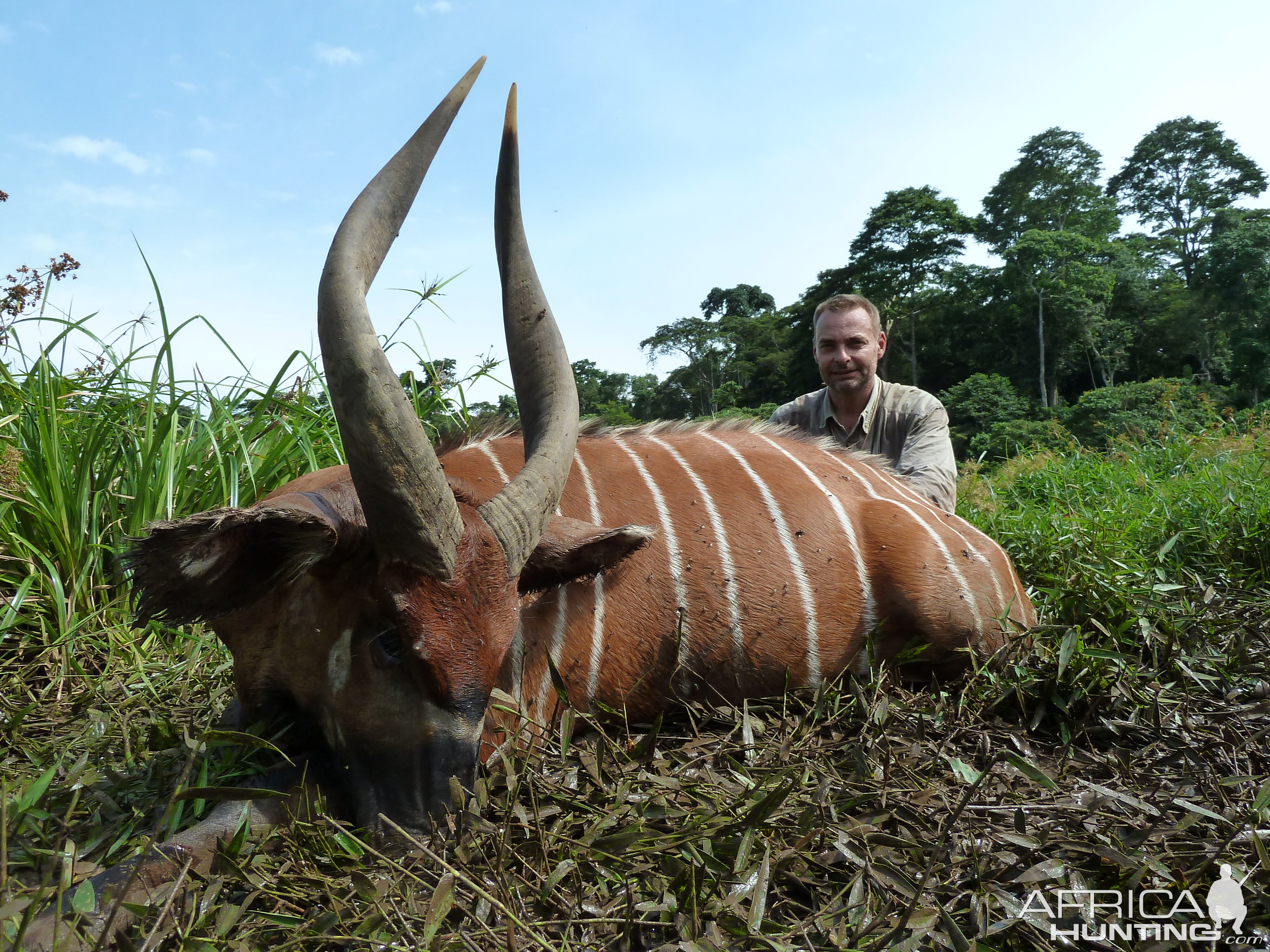 Bongo hunted in Cameroon with Club Faune