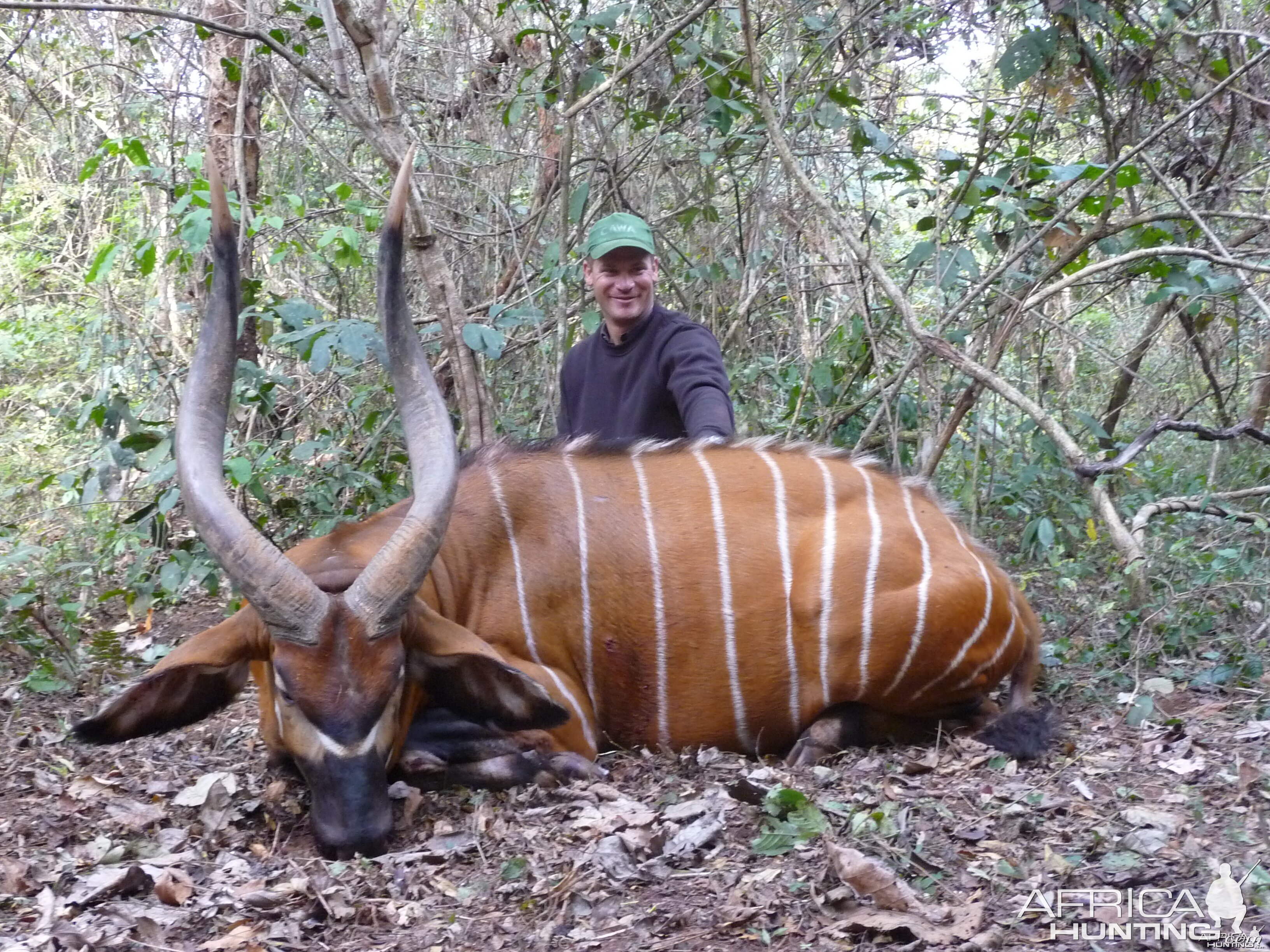 Bongo hunted in CAR with CAWA