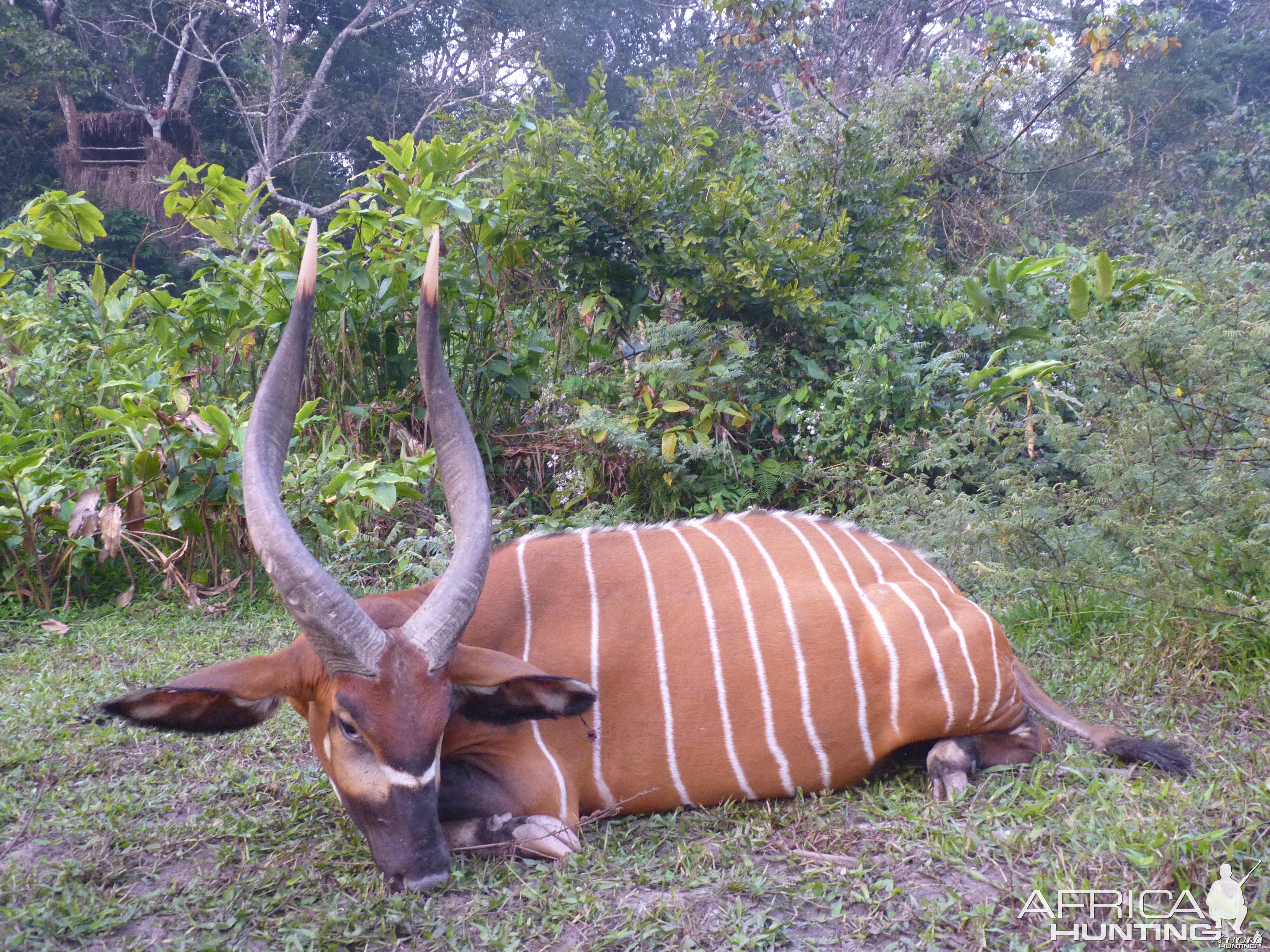 Bongo hunted in CAR