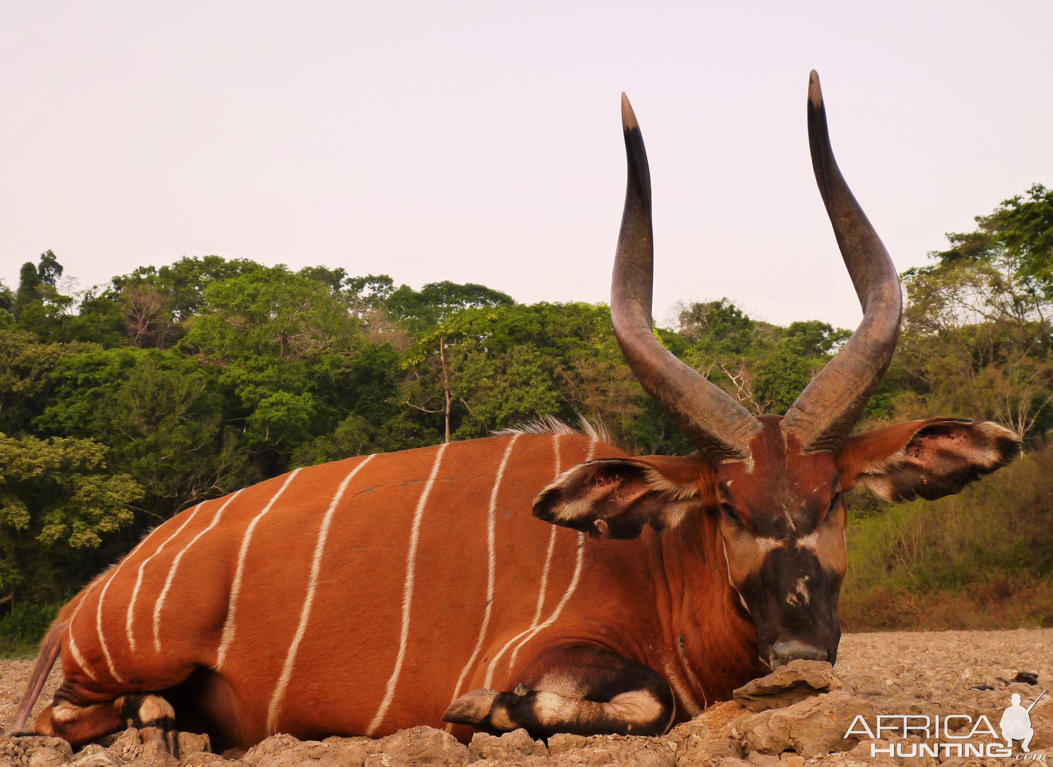 Bongo hunted in CAR