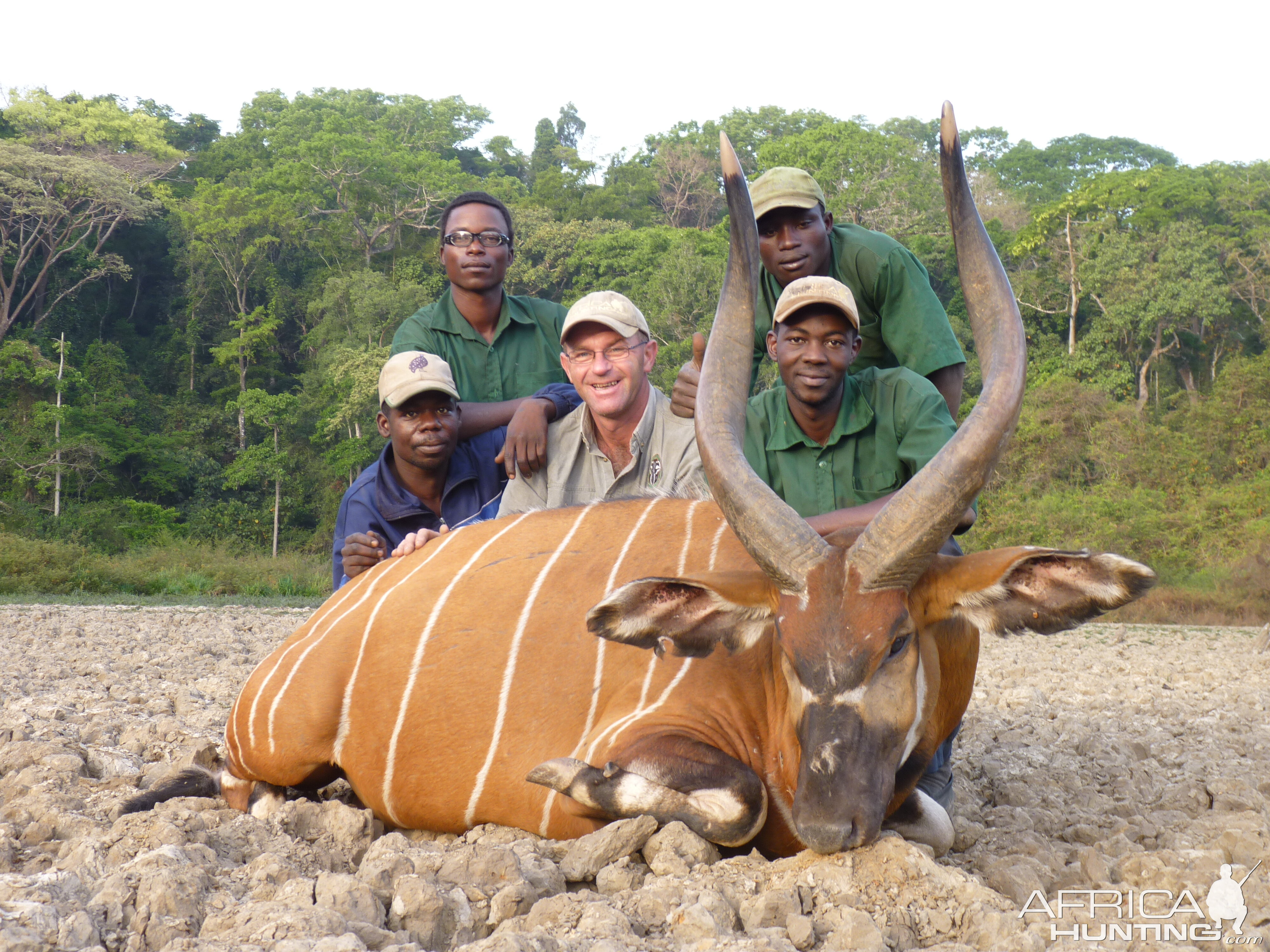 Bongo hunted in CAR