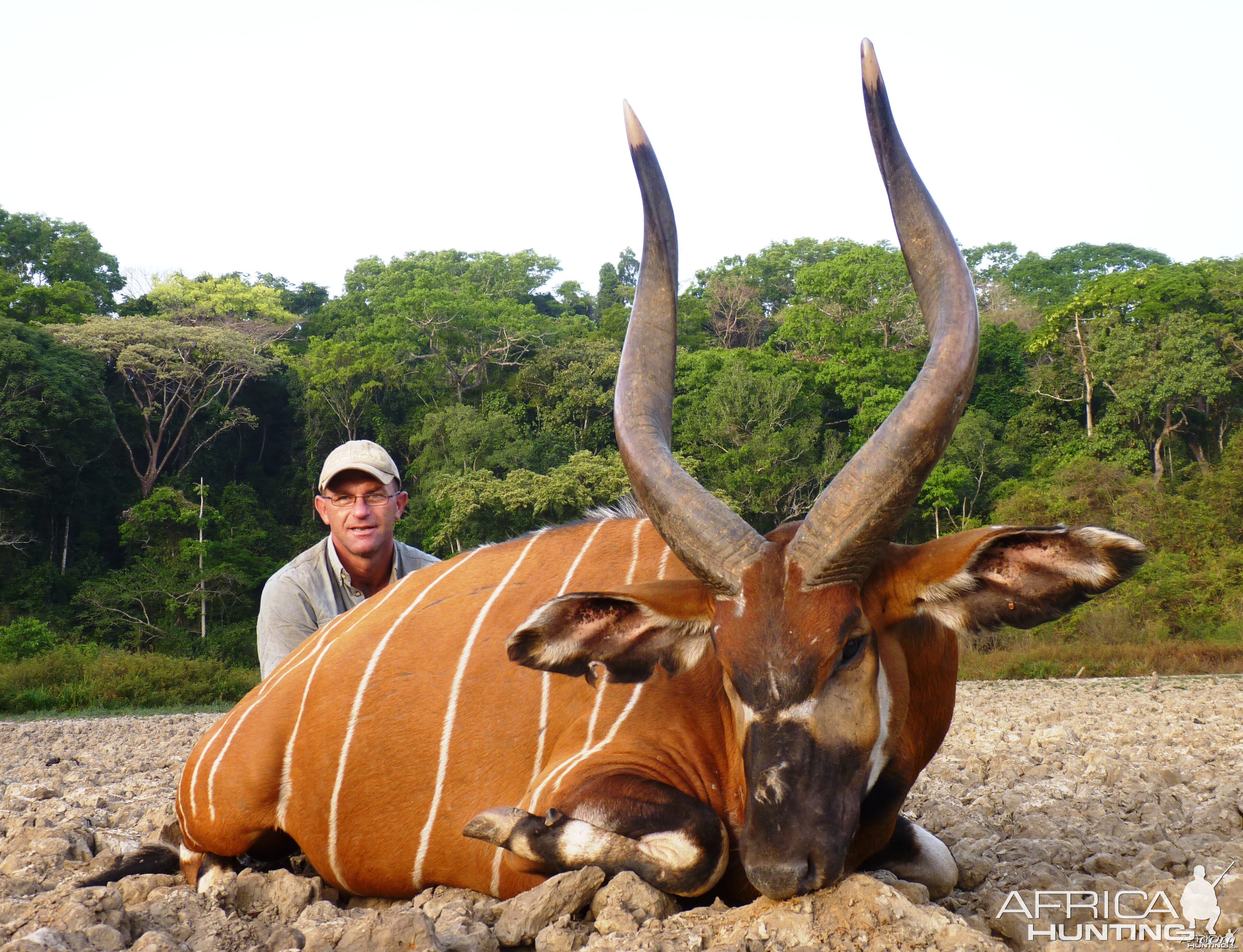 Bongo hunted in CAR