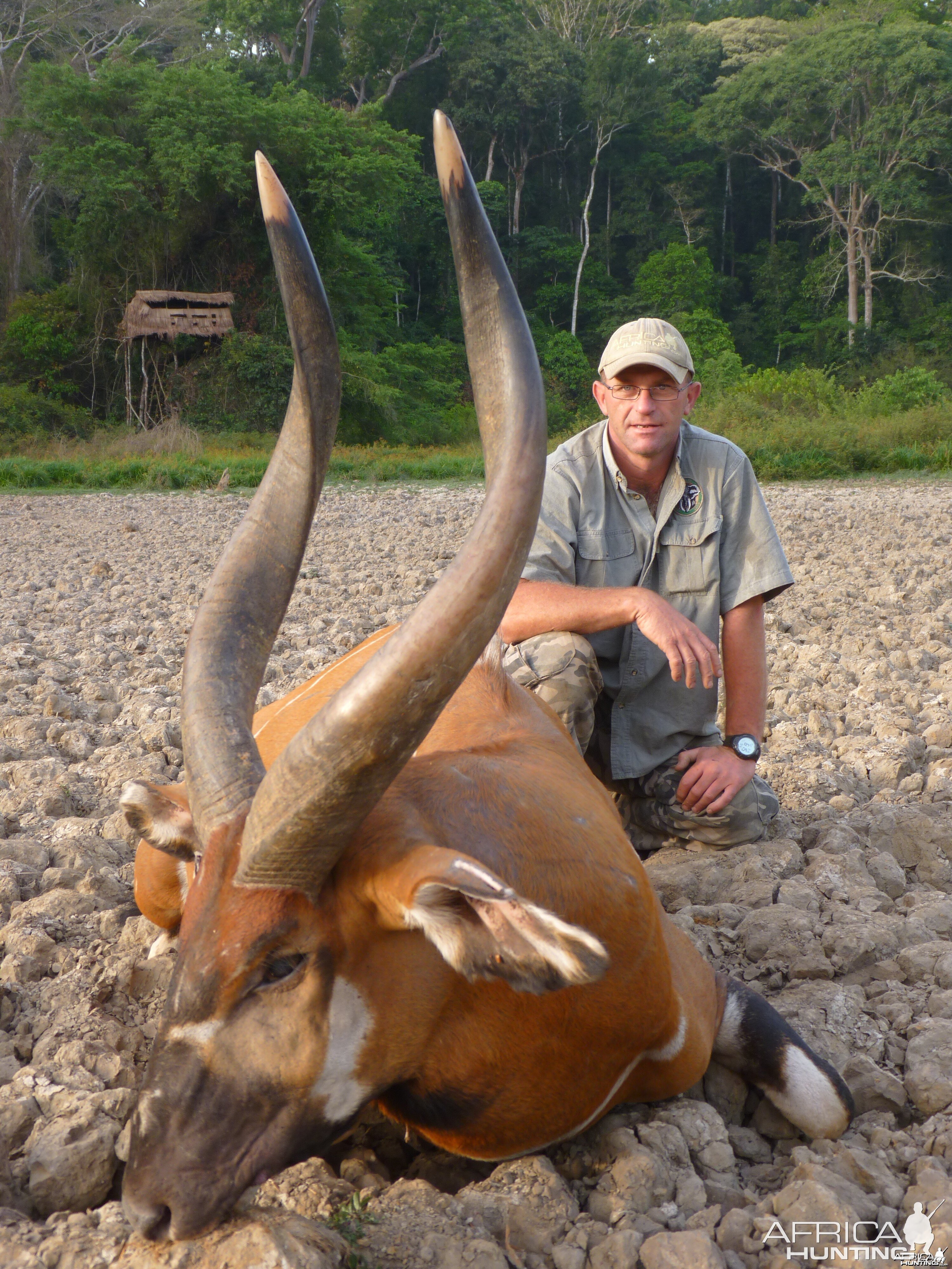 Bongo hunted in CAR