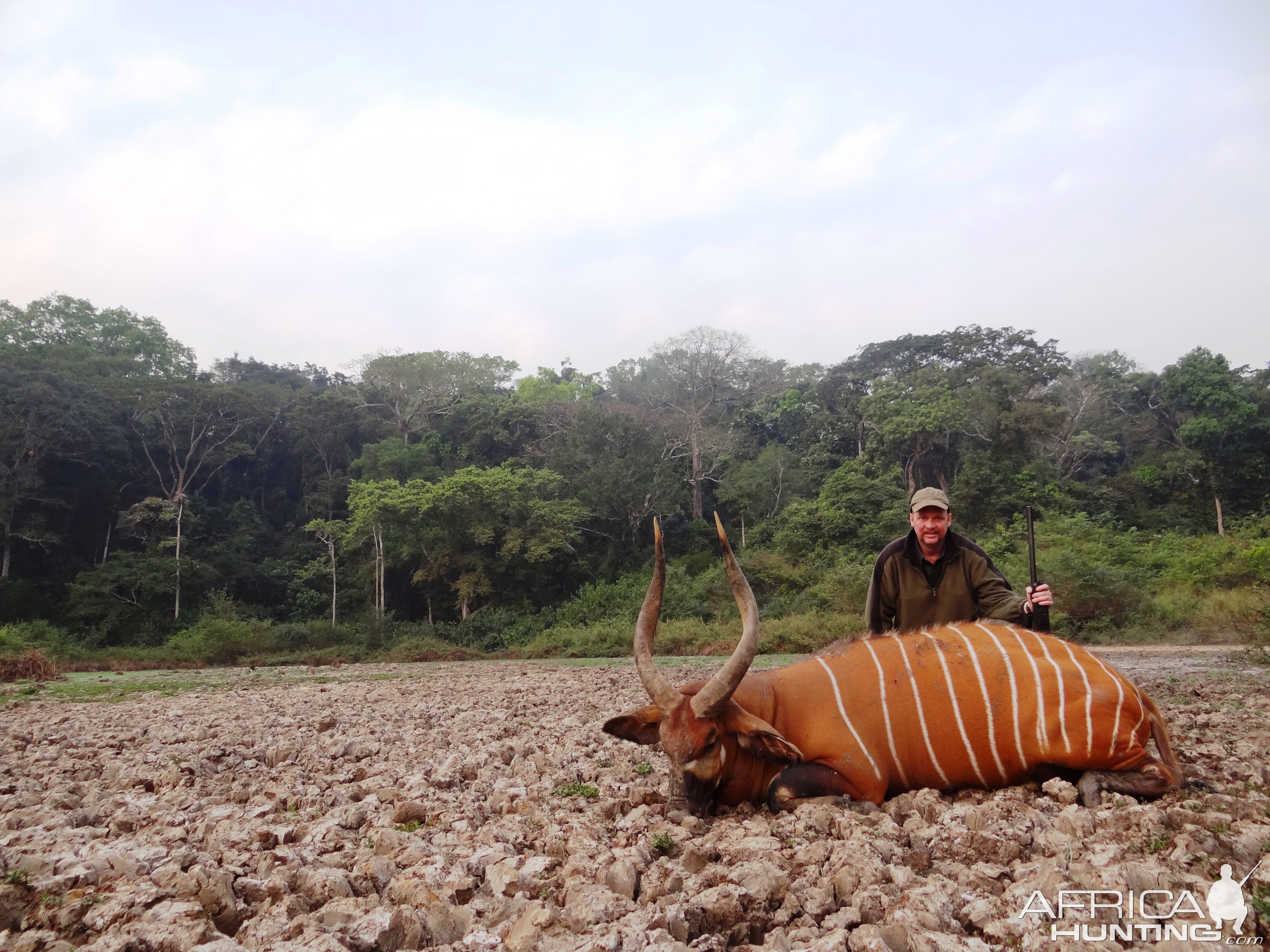 Bongo hunted in CAR