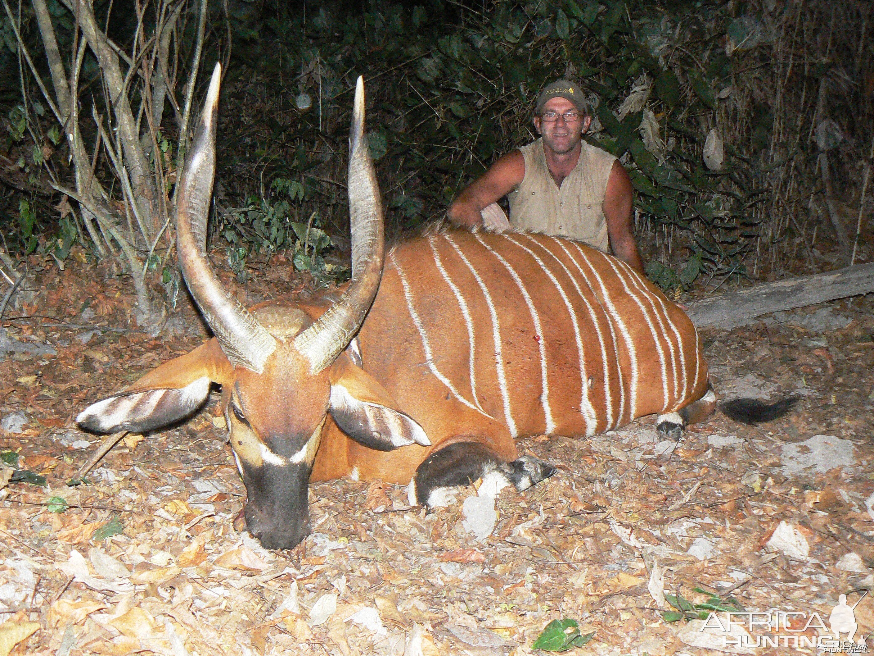 Bongo Hunted in Central Africa CAR