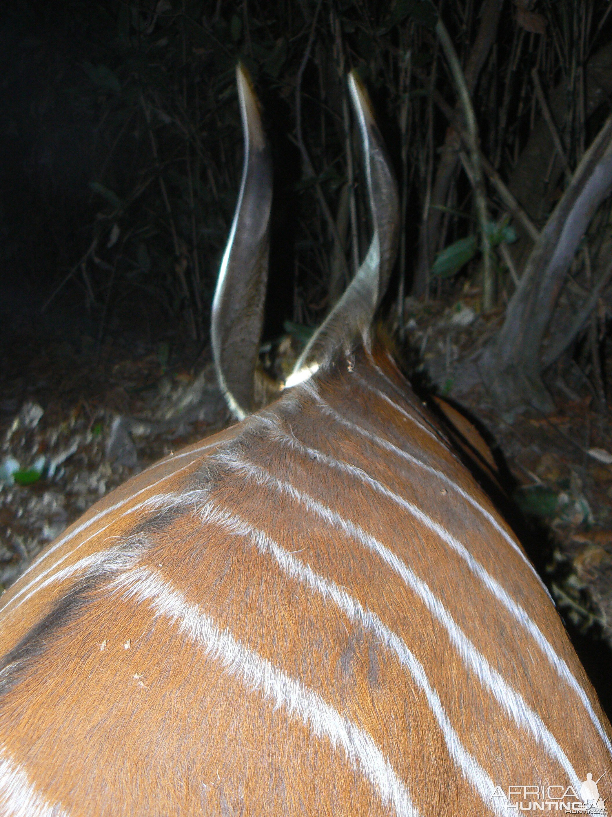 Bongo Hunted in Central Africa CAR