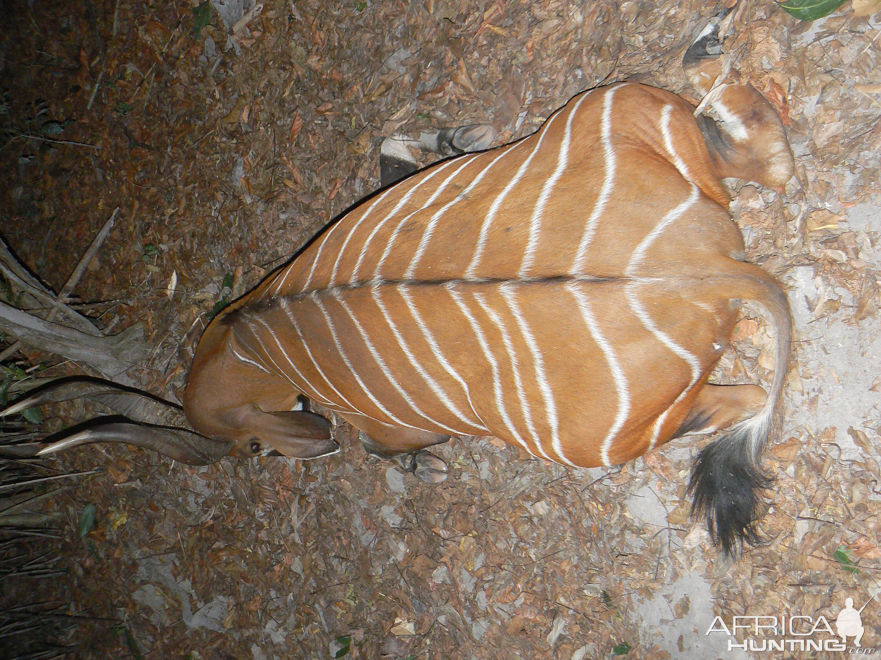 Bongo Hunted in Central Africa CAR