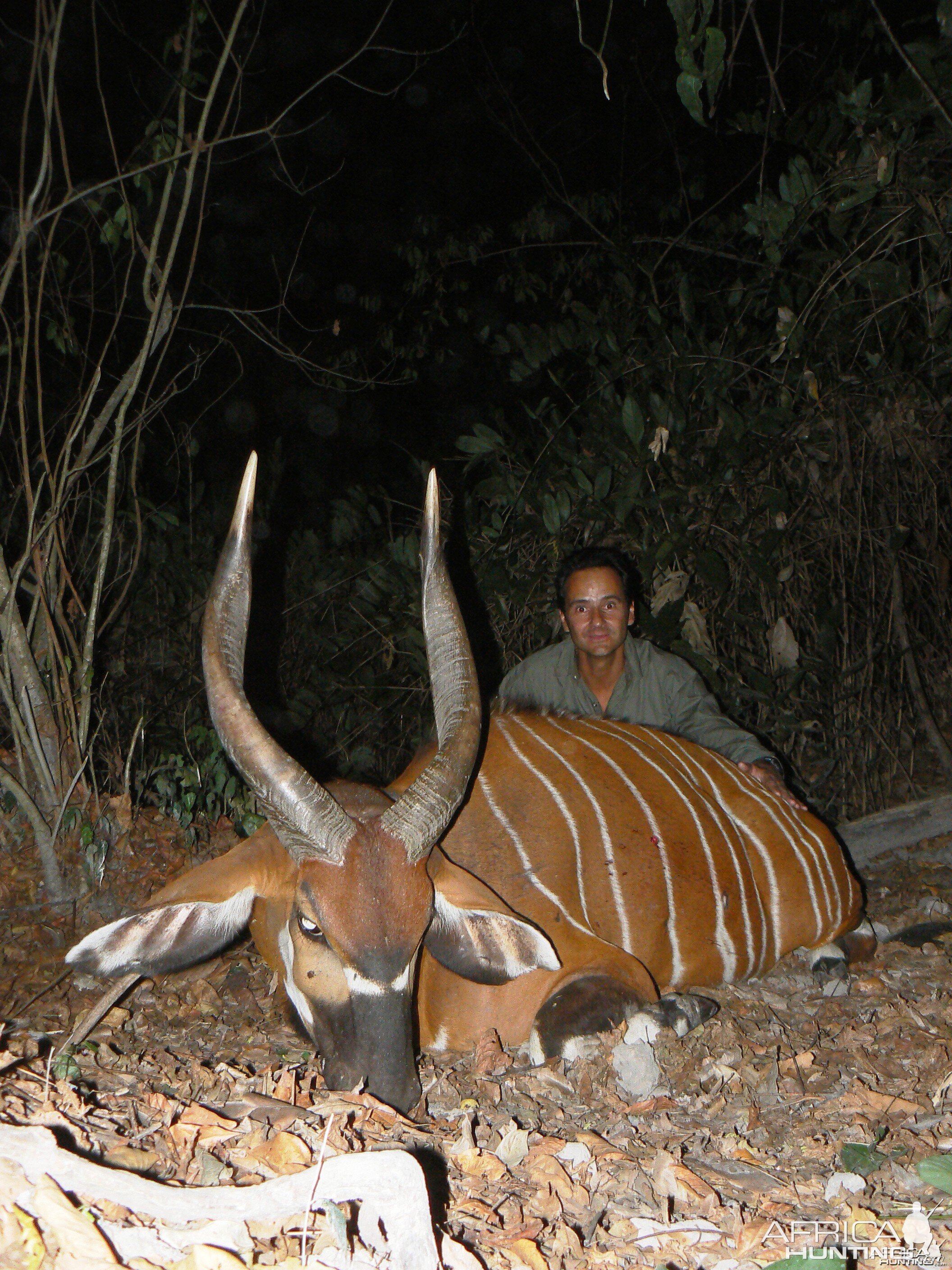 Bongo Hunted in Central Africa CAR