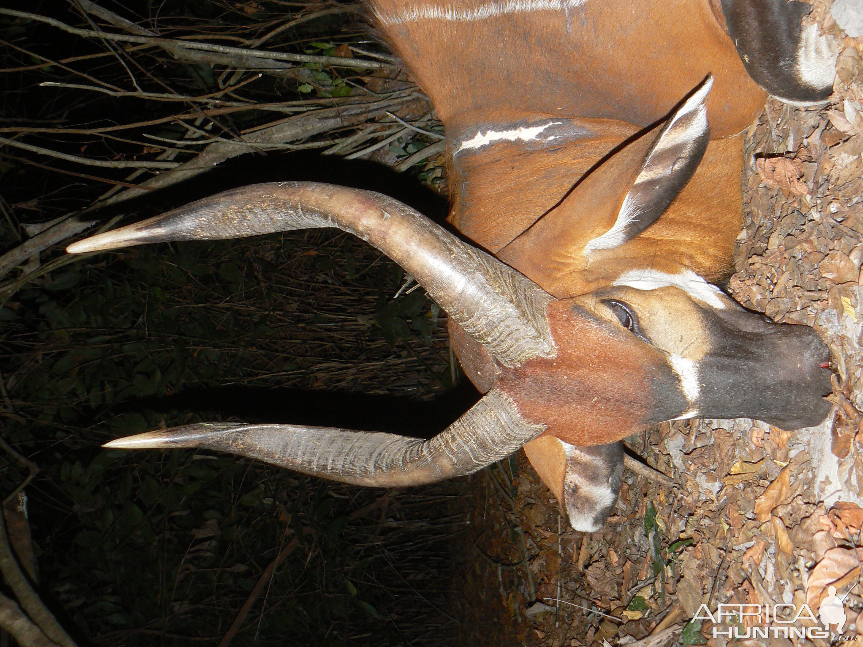 Bongo Hunted in Central Africa CAR