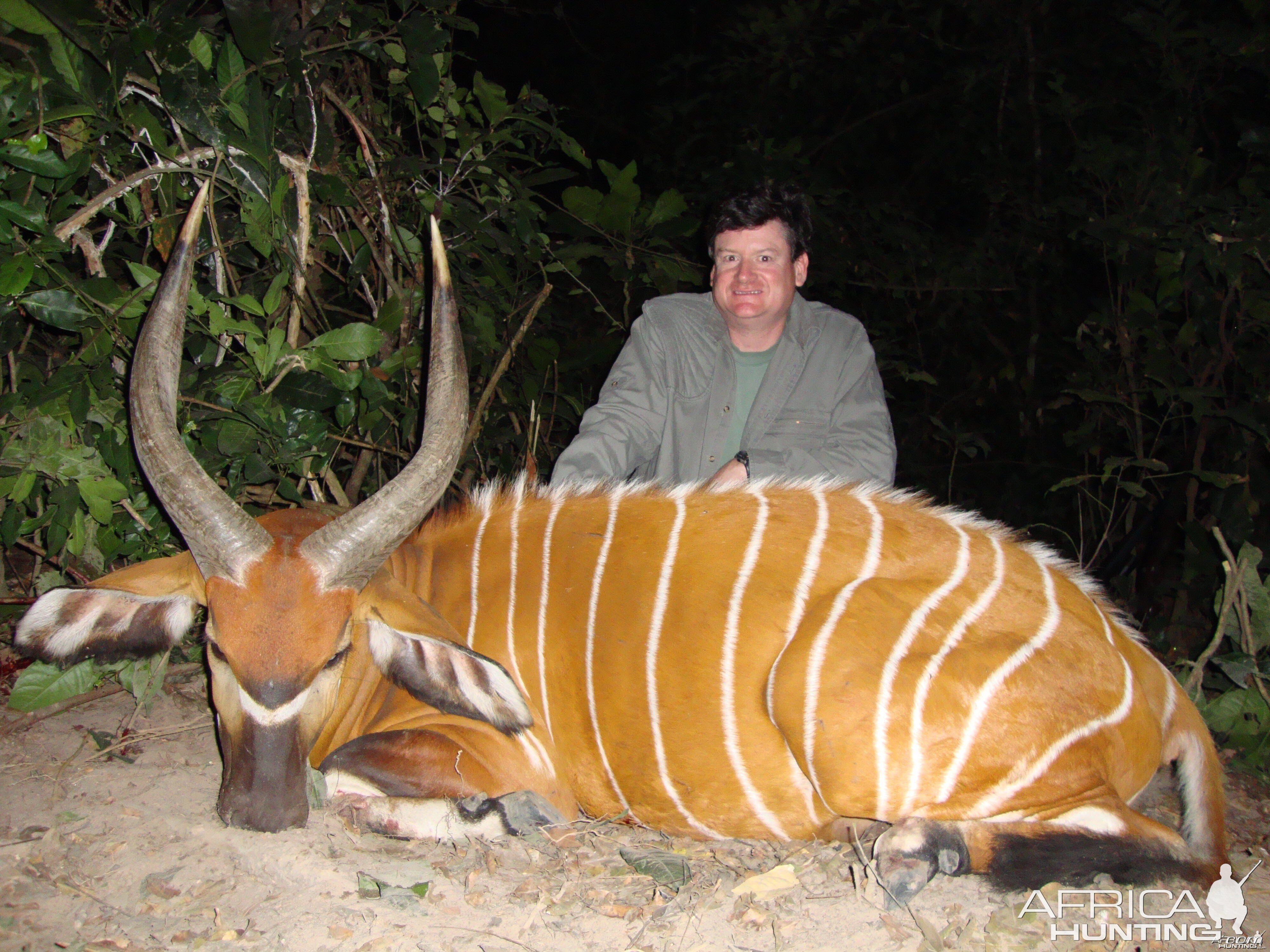 Bongo hunted in Central Africa with Club Faune