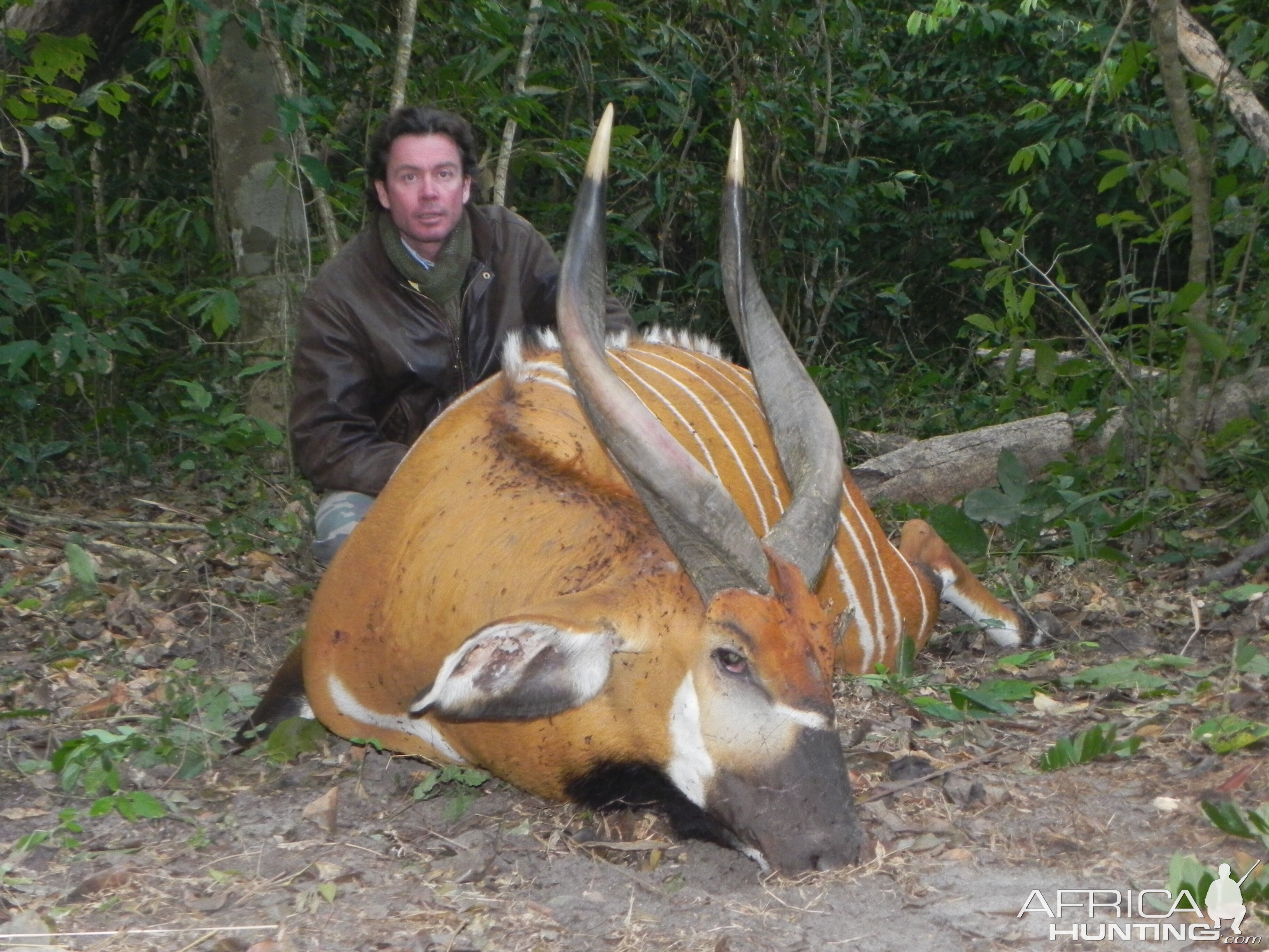 Bongo hunted in Central Africa with Club Faune