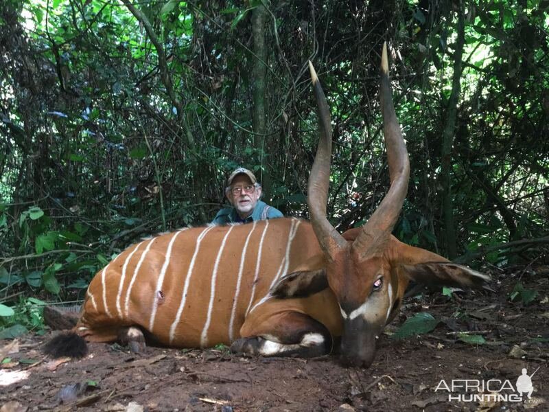 Bongo Hunting Cameroon