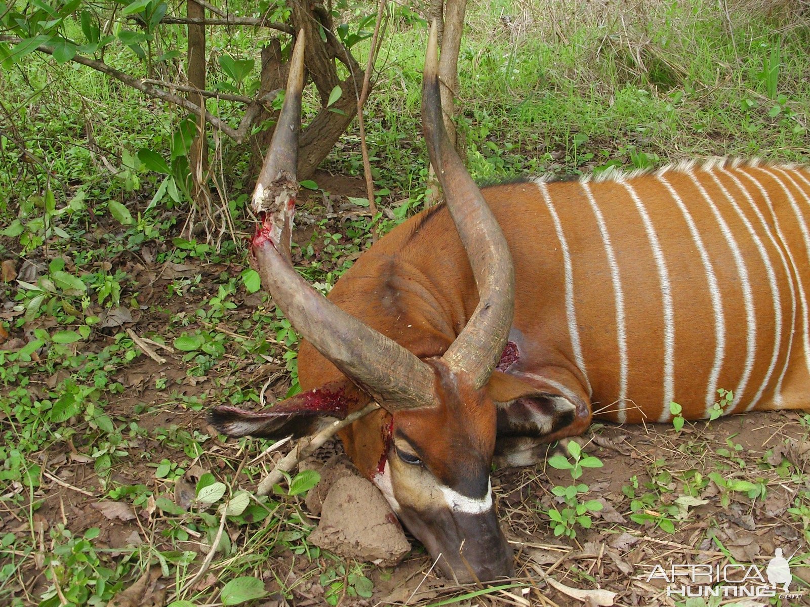 Bongo Hunting Central African Republic C.A.R.