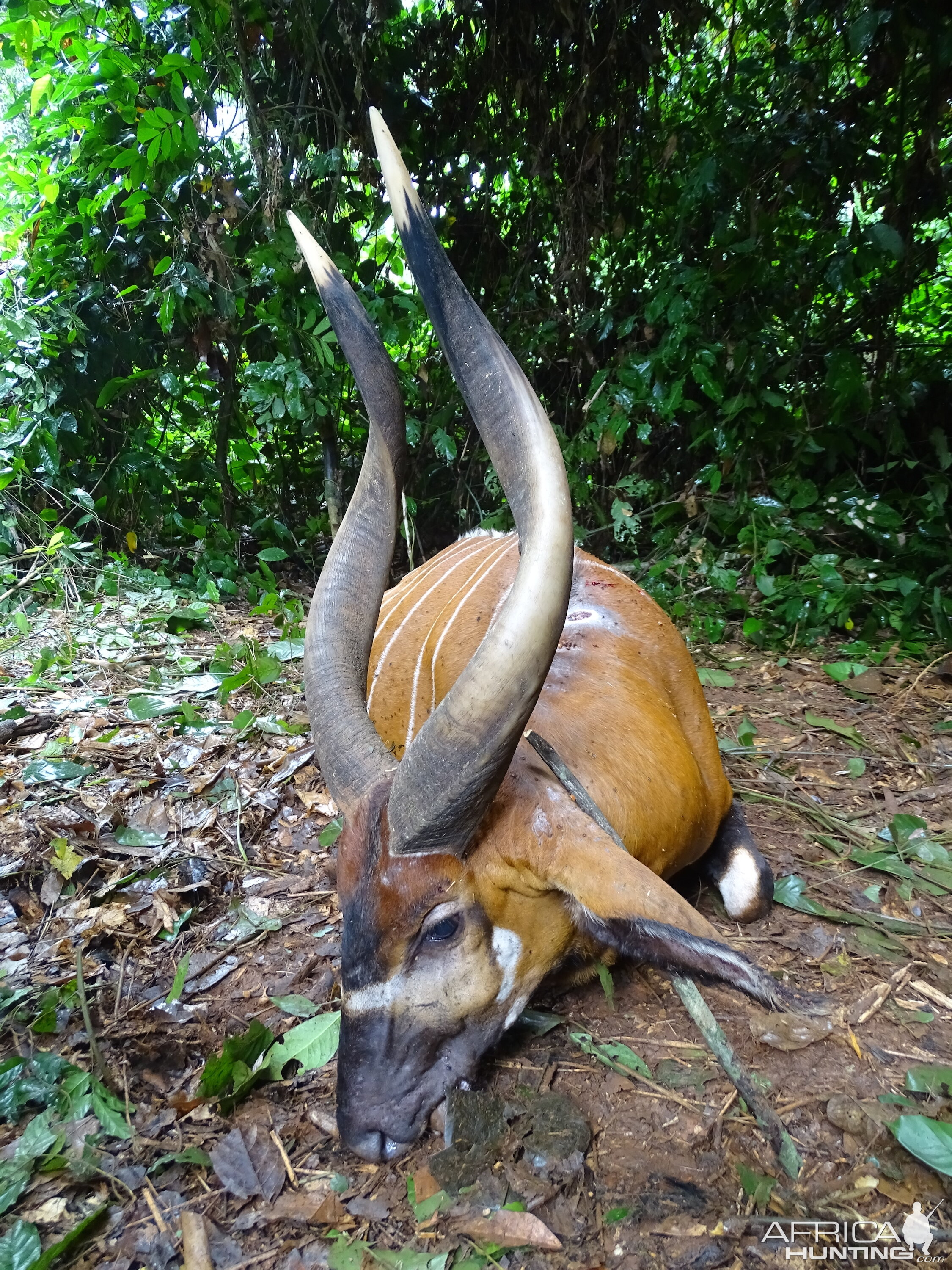 Bongo Hunting in Congo