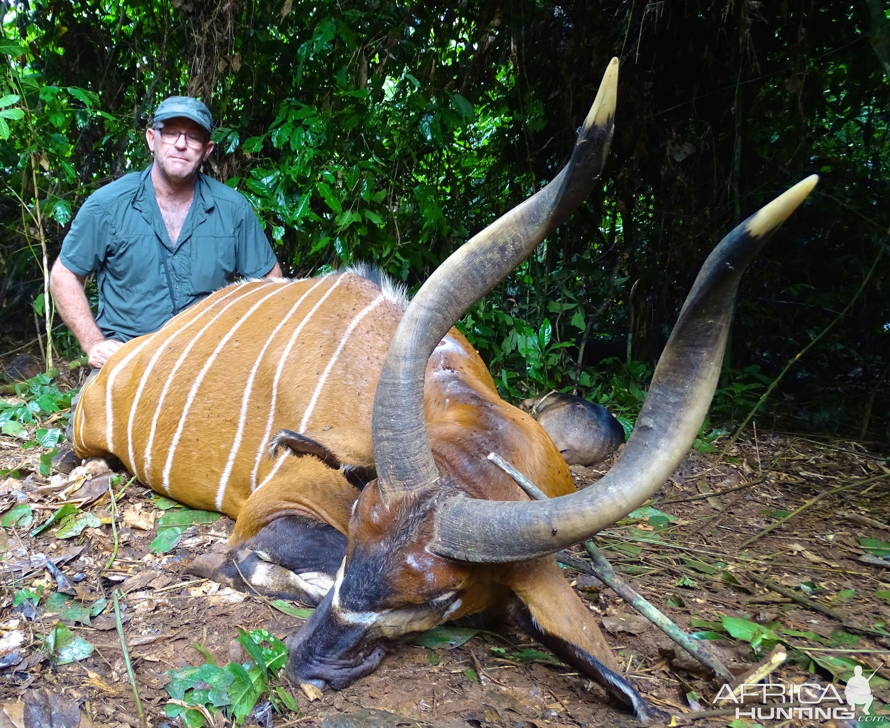 Bongo Hunting in Congo