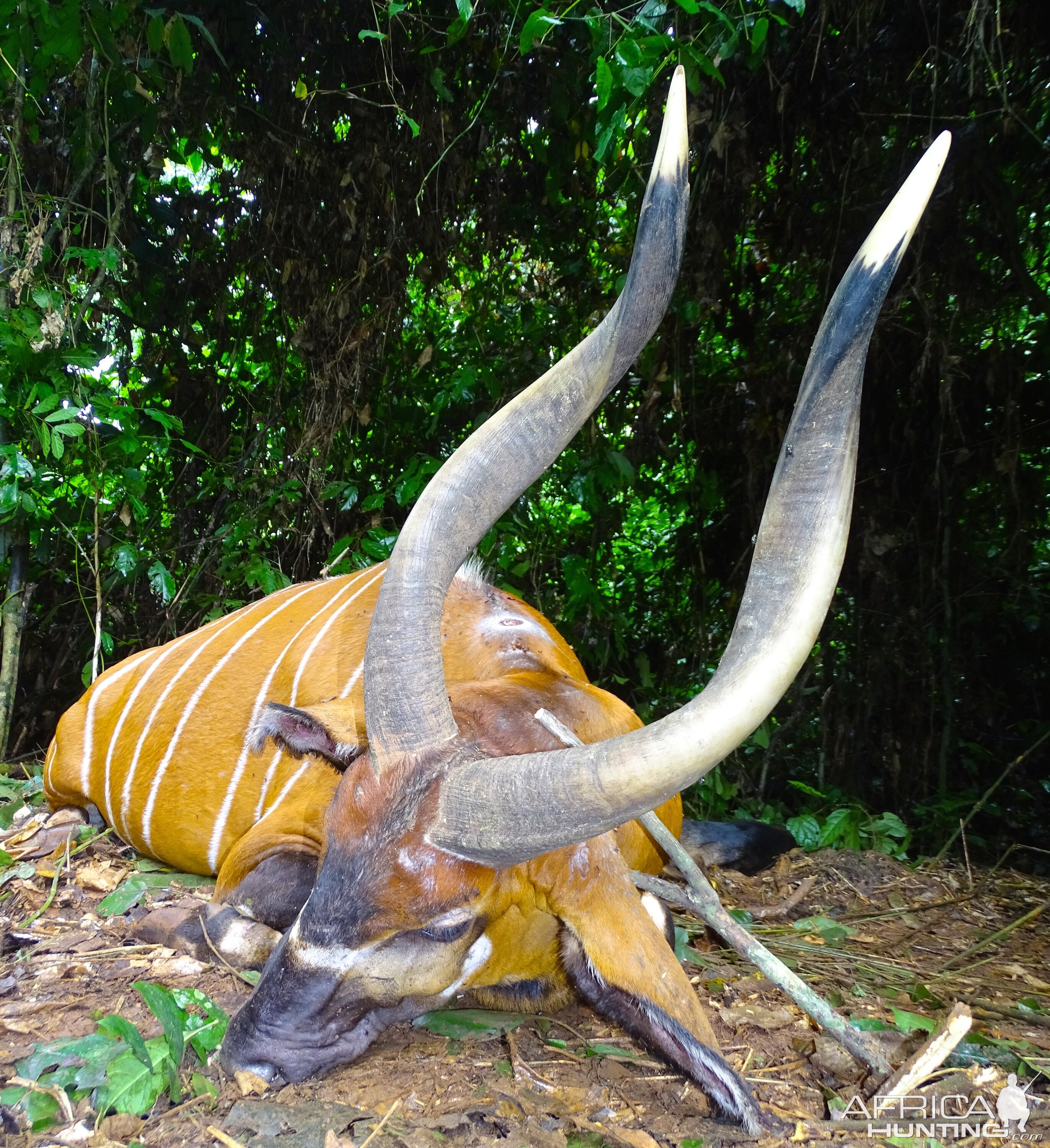 Bongo Hunting in Congo