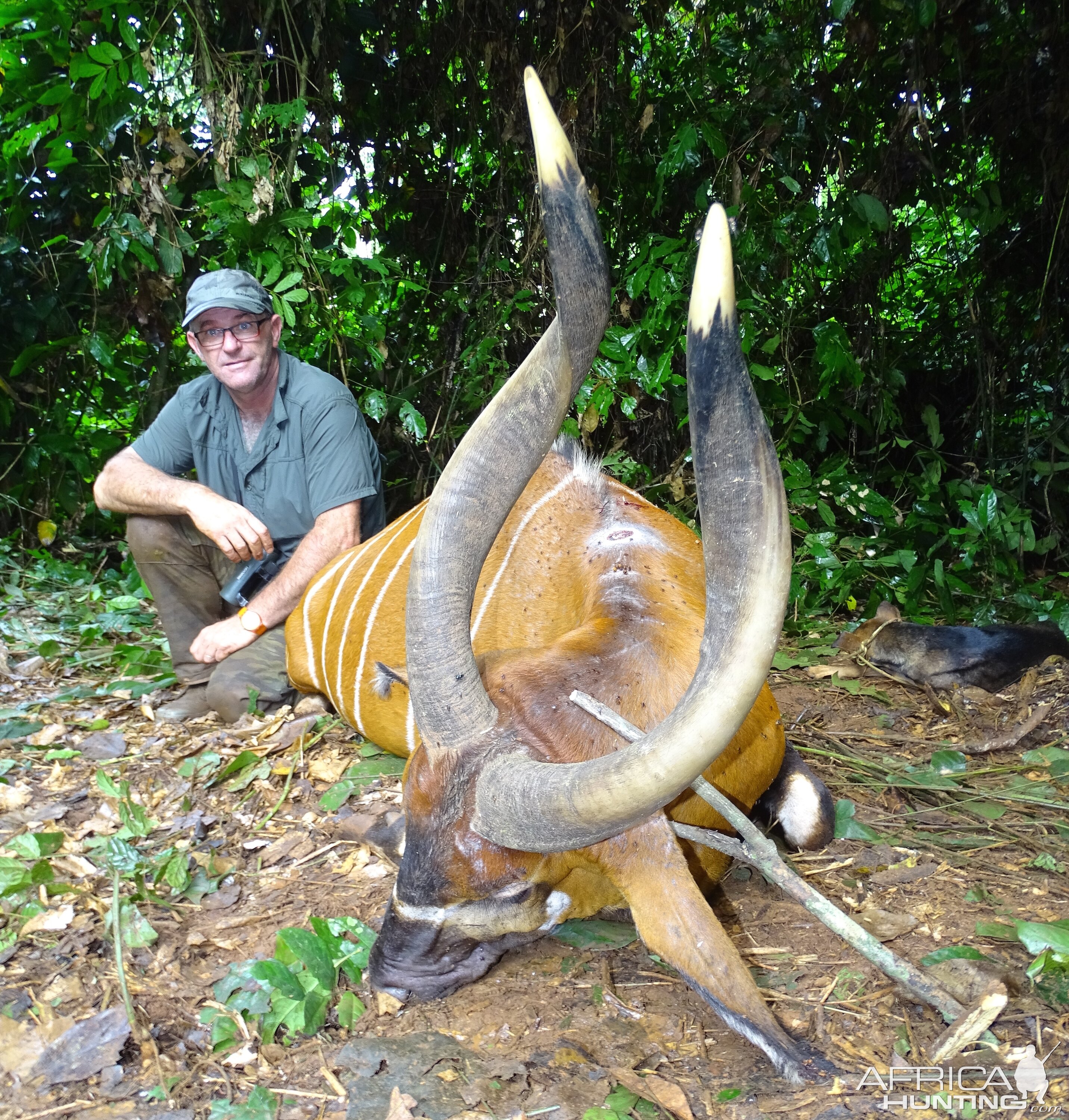 Bongo Hunting in Congo