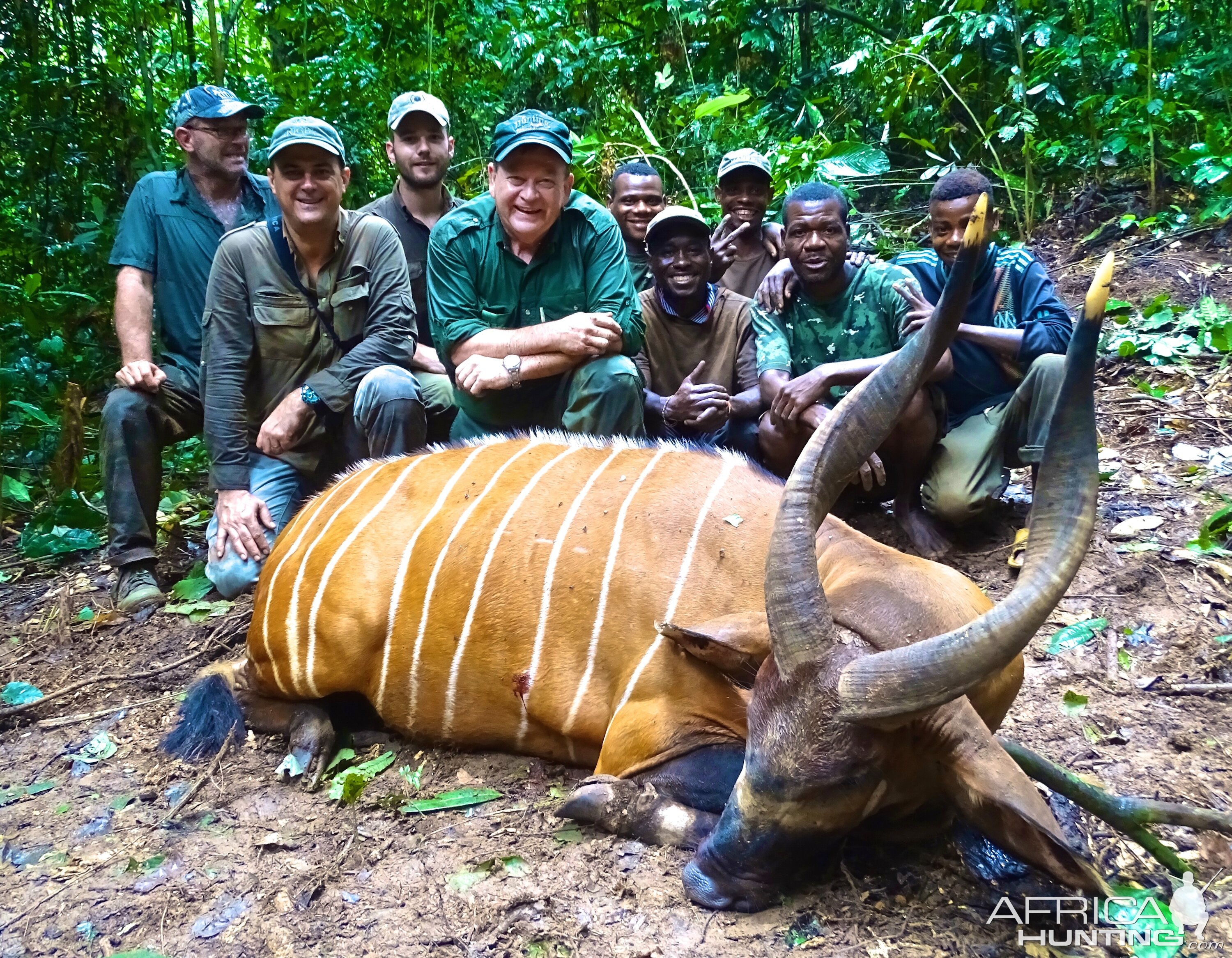 Bongo Hunting in Congo