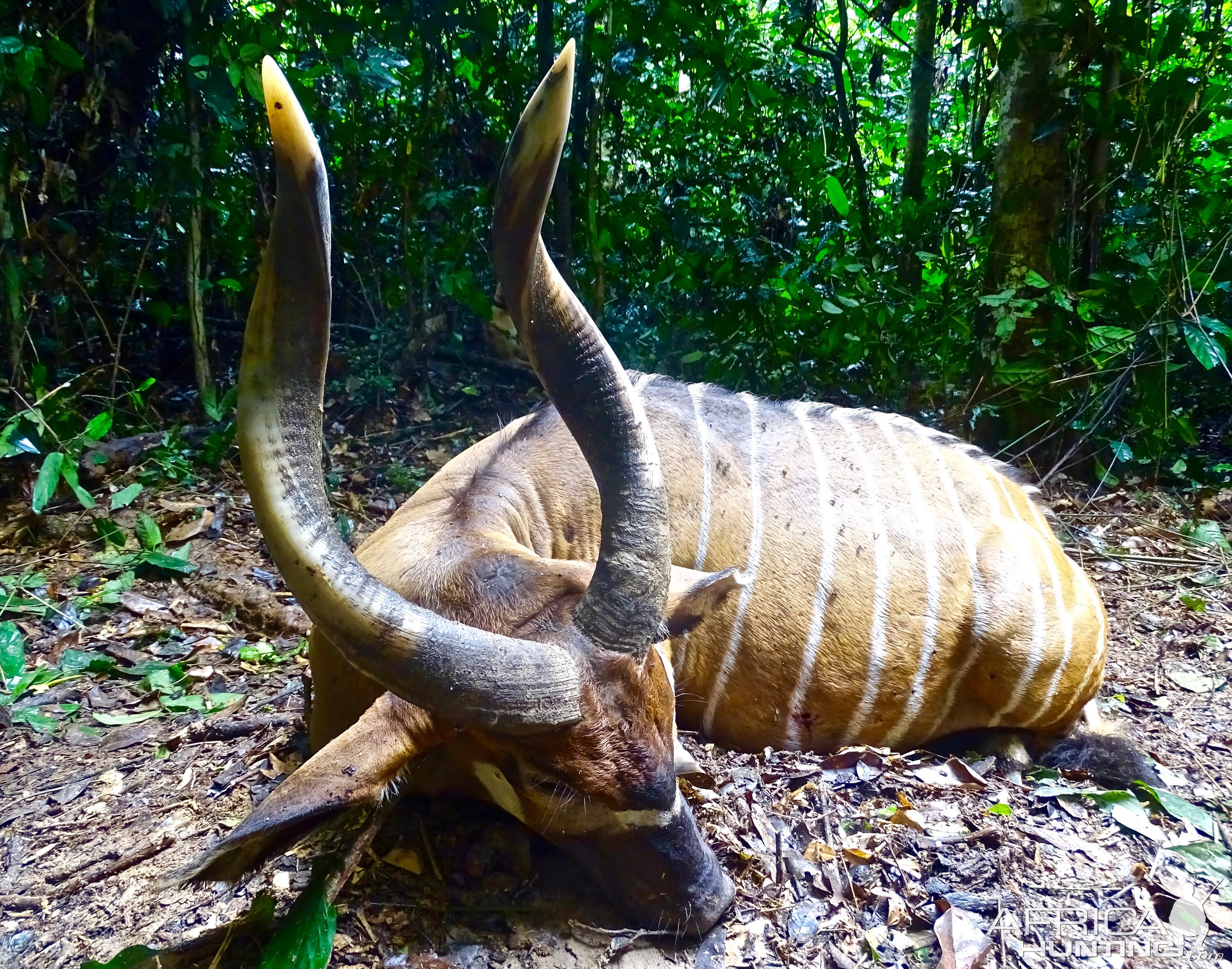 Bongo Hunting in the Congo