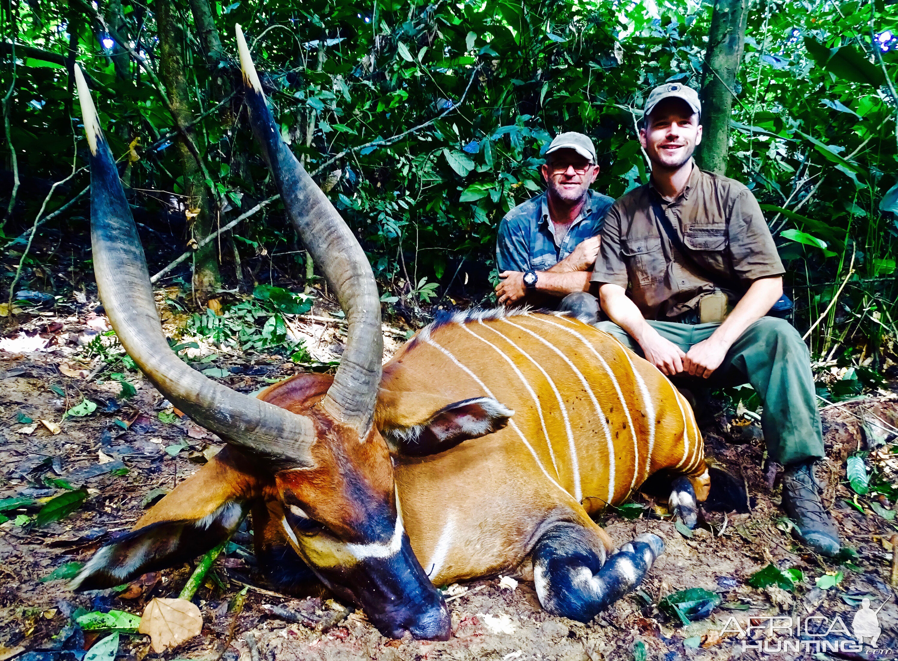 Bongo Hunting in the Congo