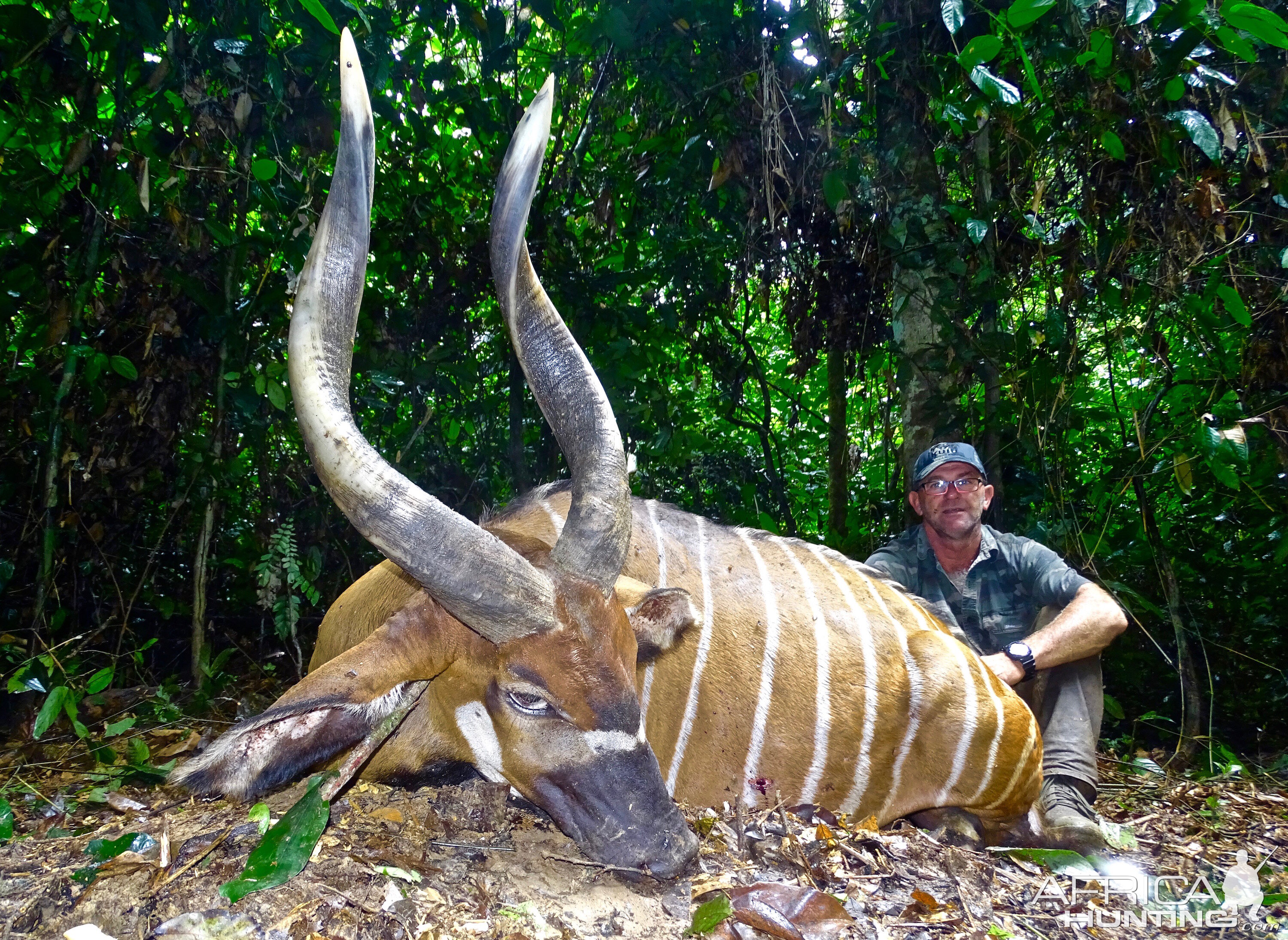 Bongo Hunting in the Congo