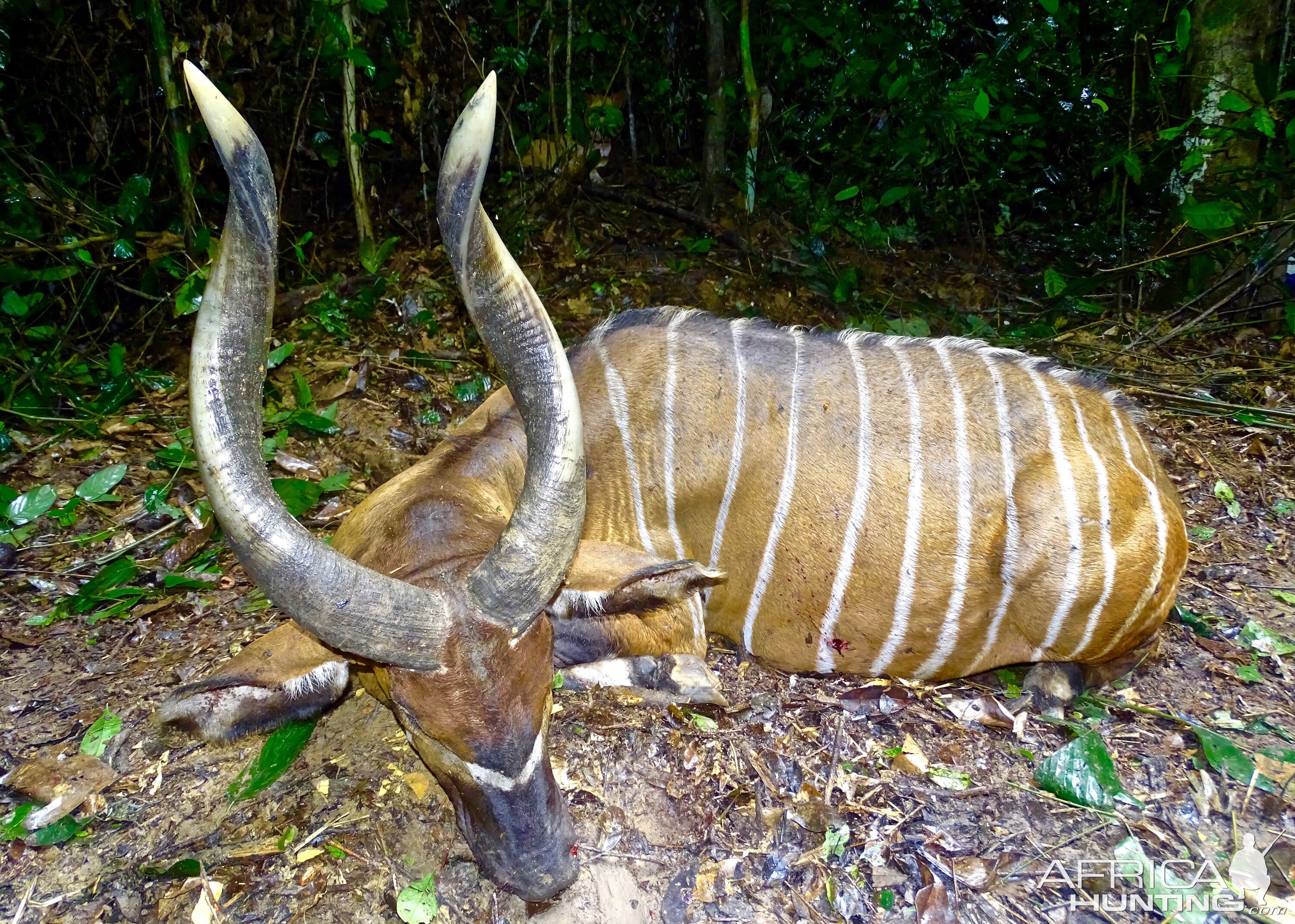 Bongo Hunting in the Congo