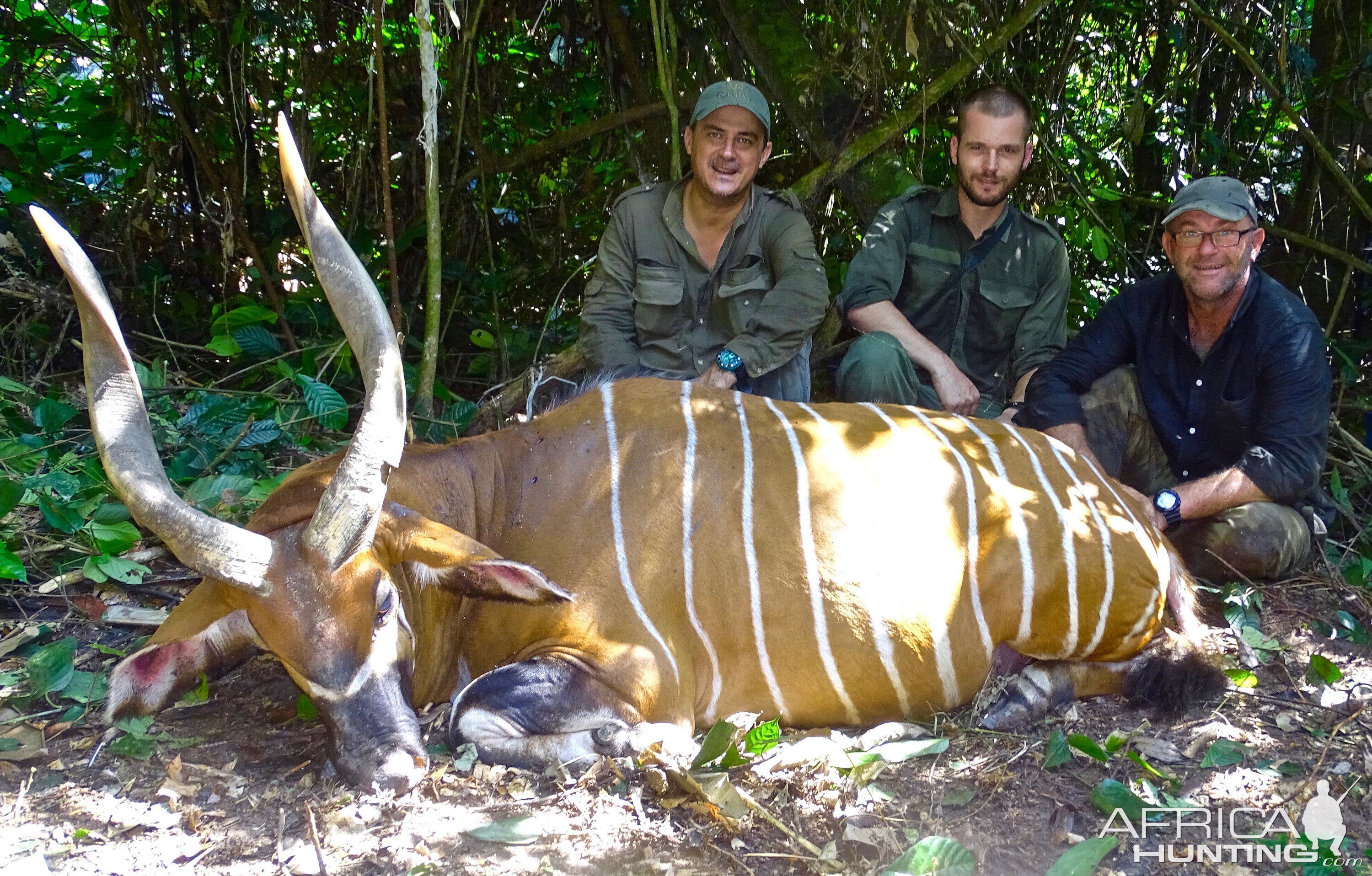 Bongo Hunting in the Congo