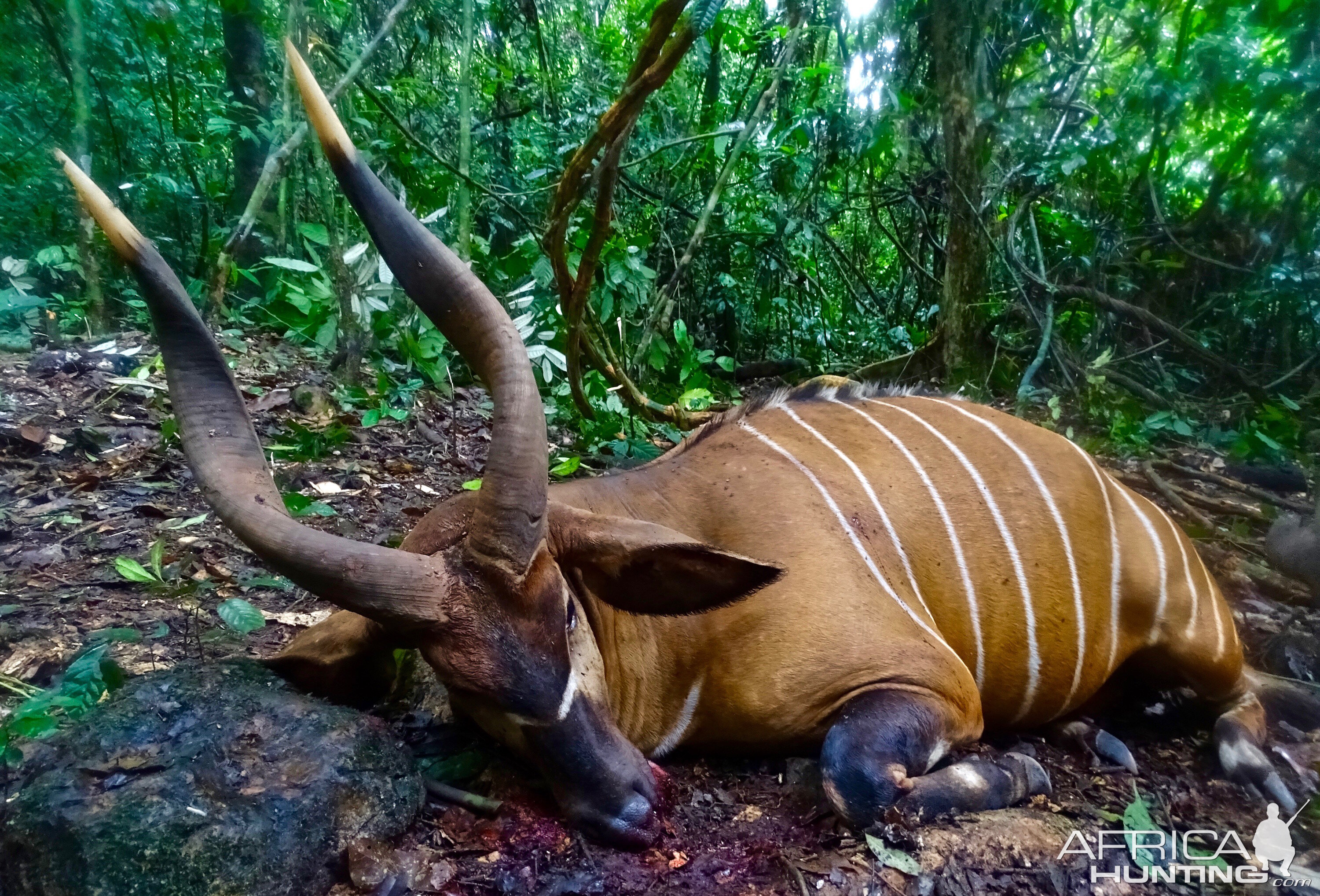 Bongo Hunting in the Congo