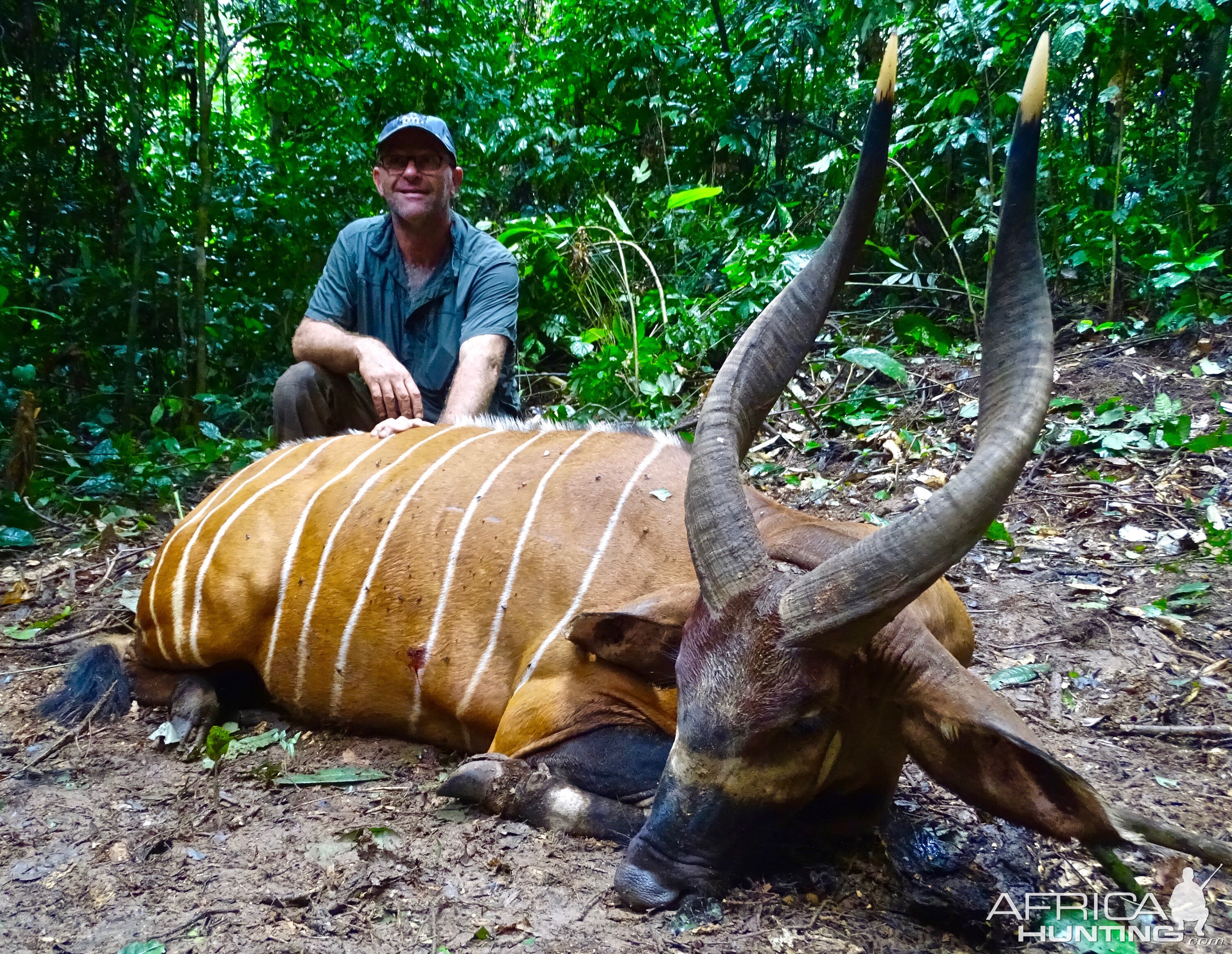 Bongo Hunting in the Congo