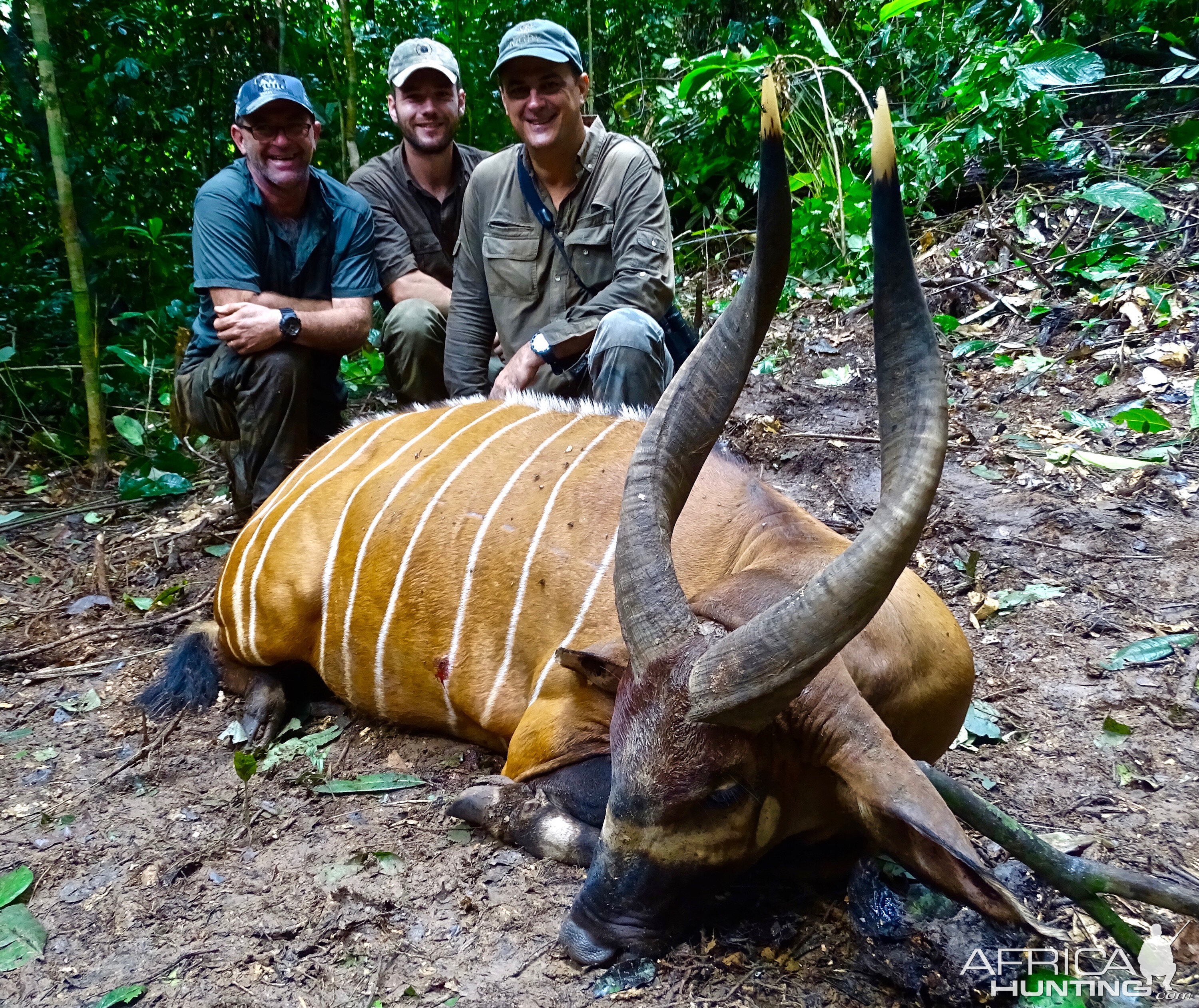 Bongo Hunting in the Congo