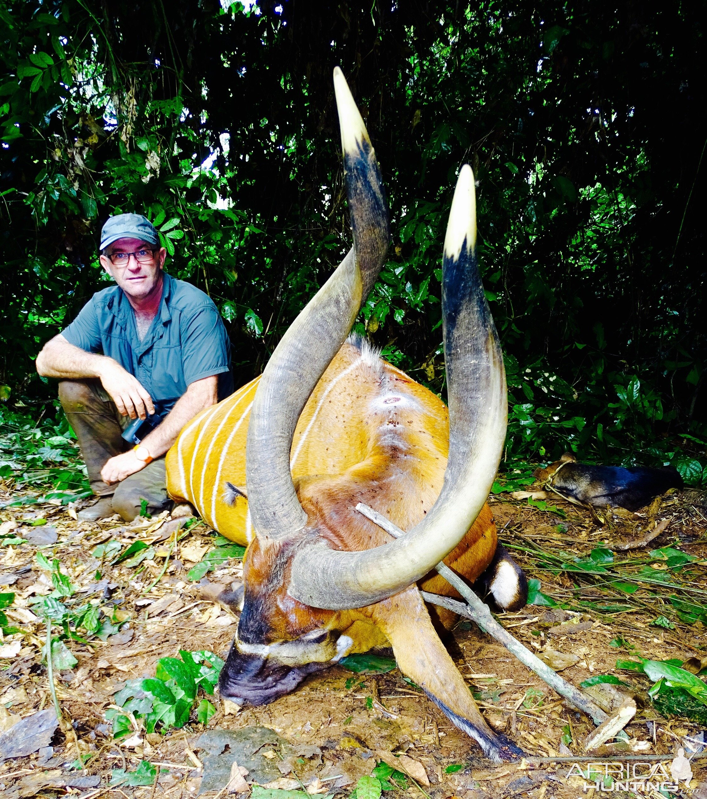 Bongo Hunting in the Congo