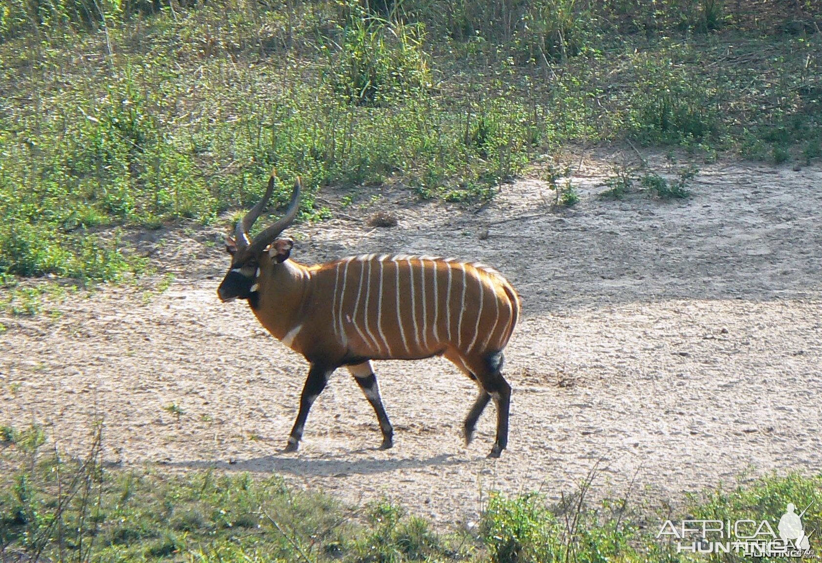 Bongo in CAR