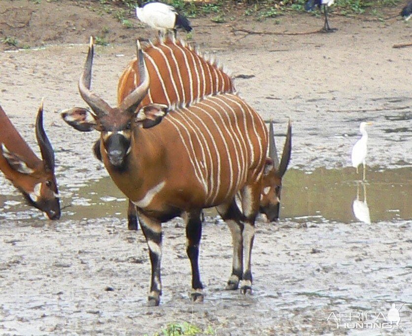 Bongo in CAR