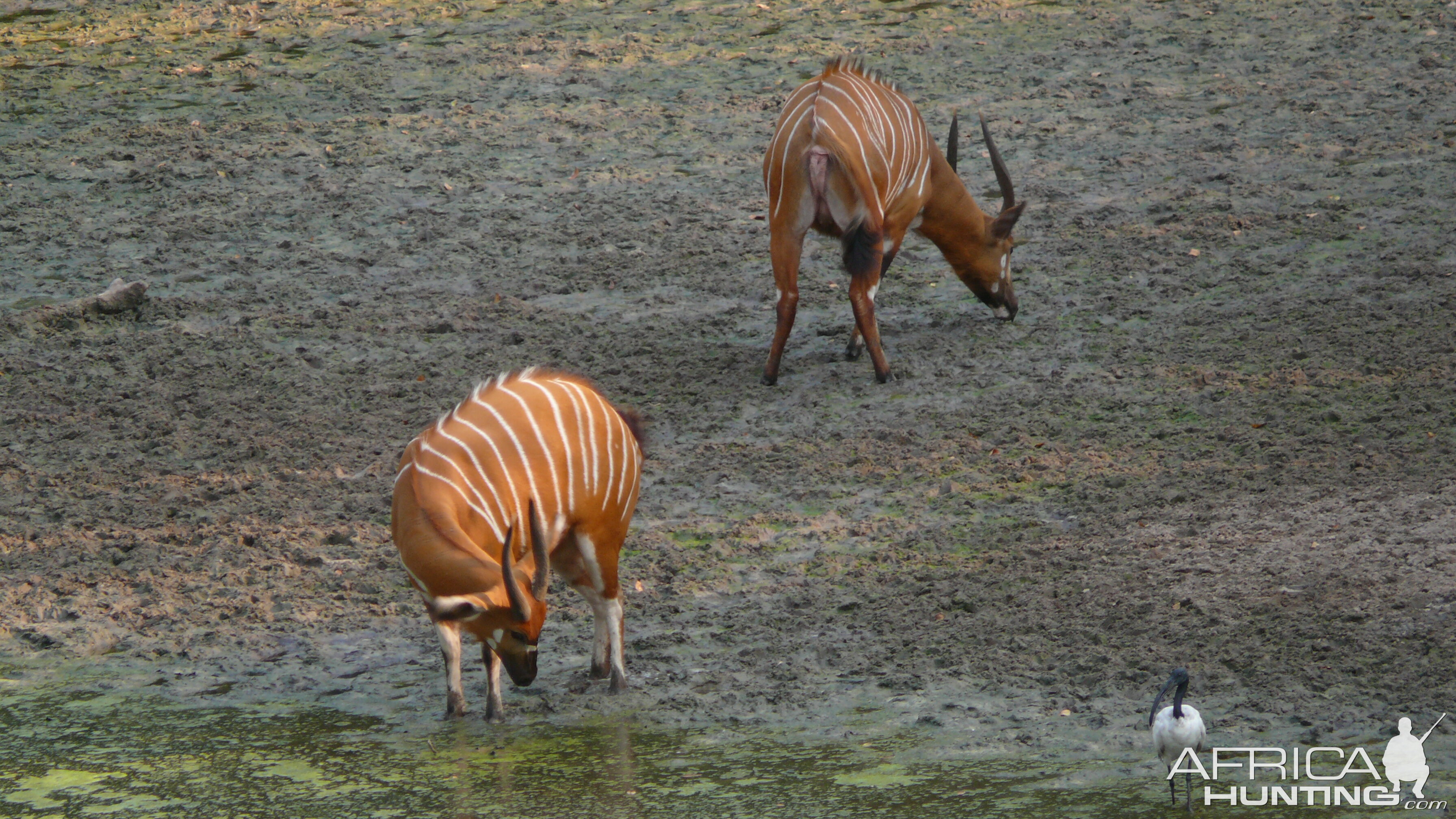 Bongo in Central African Republic