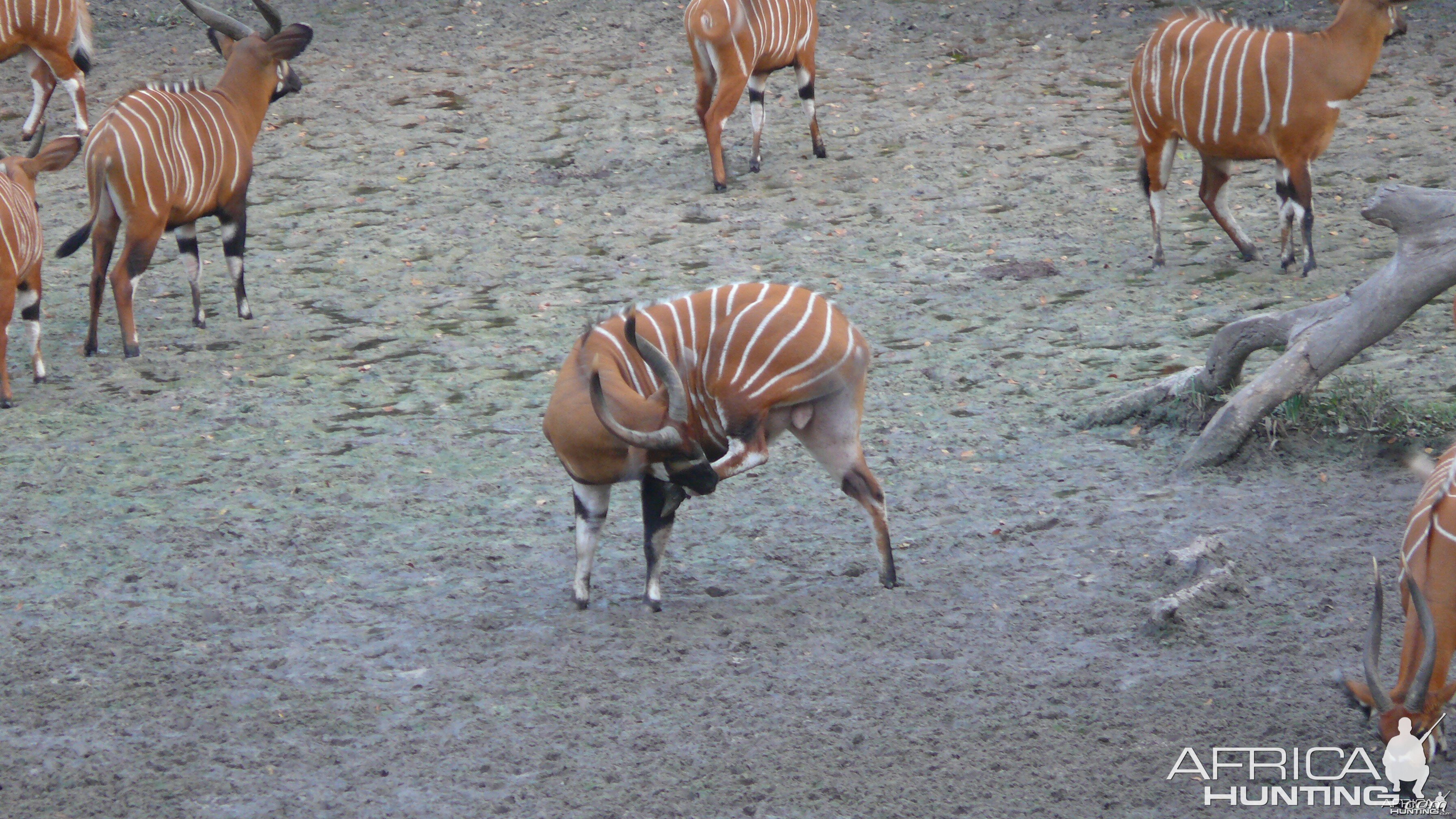 Bongo in Central African Republic