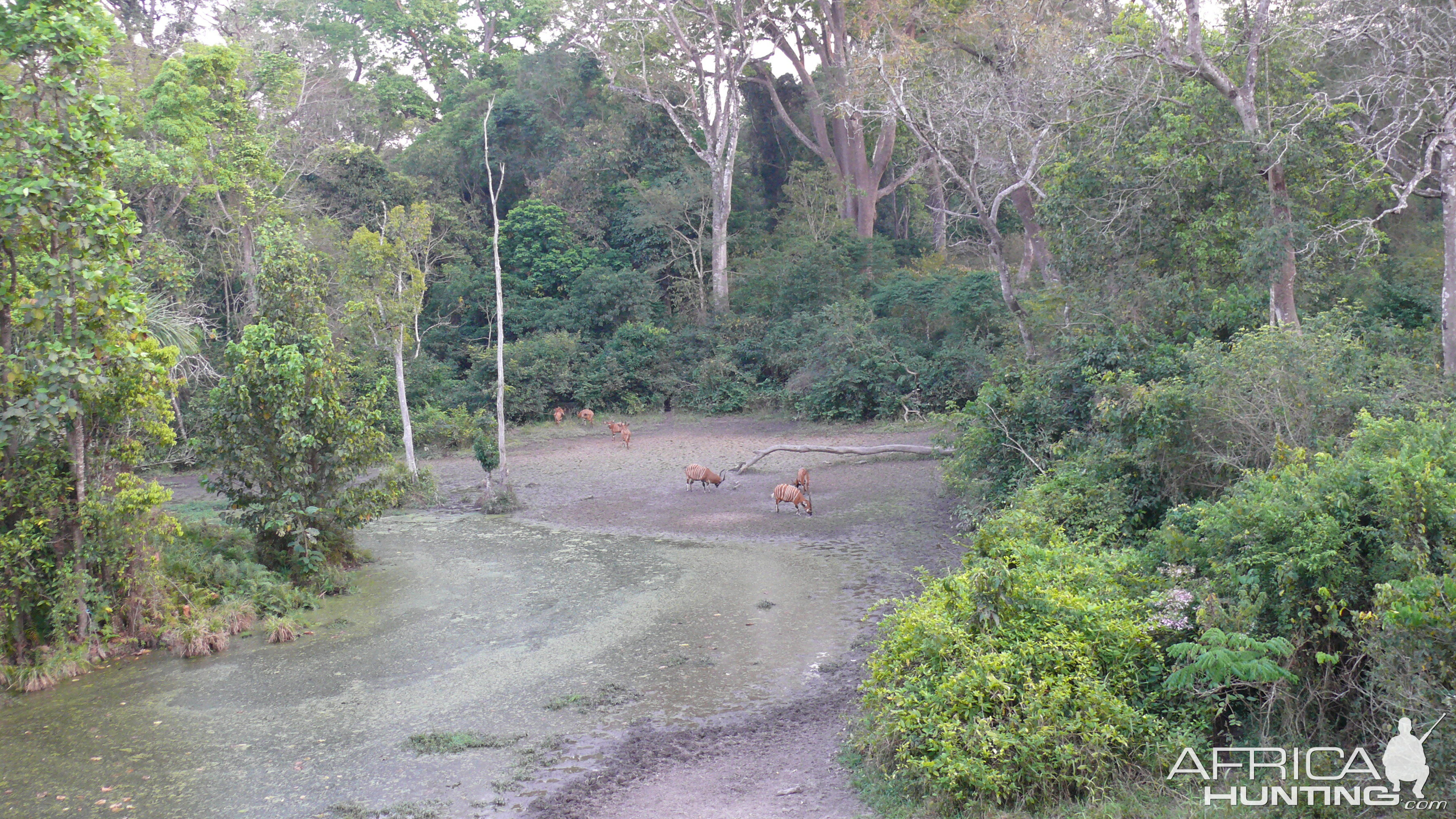 Bongo in Central African Republic