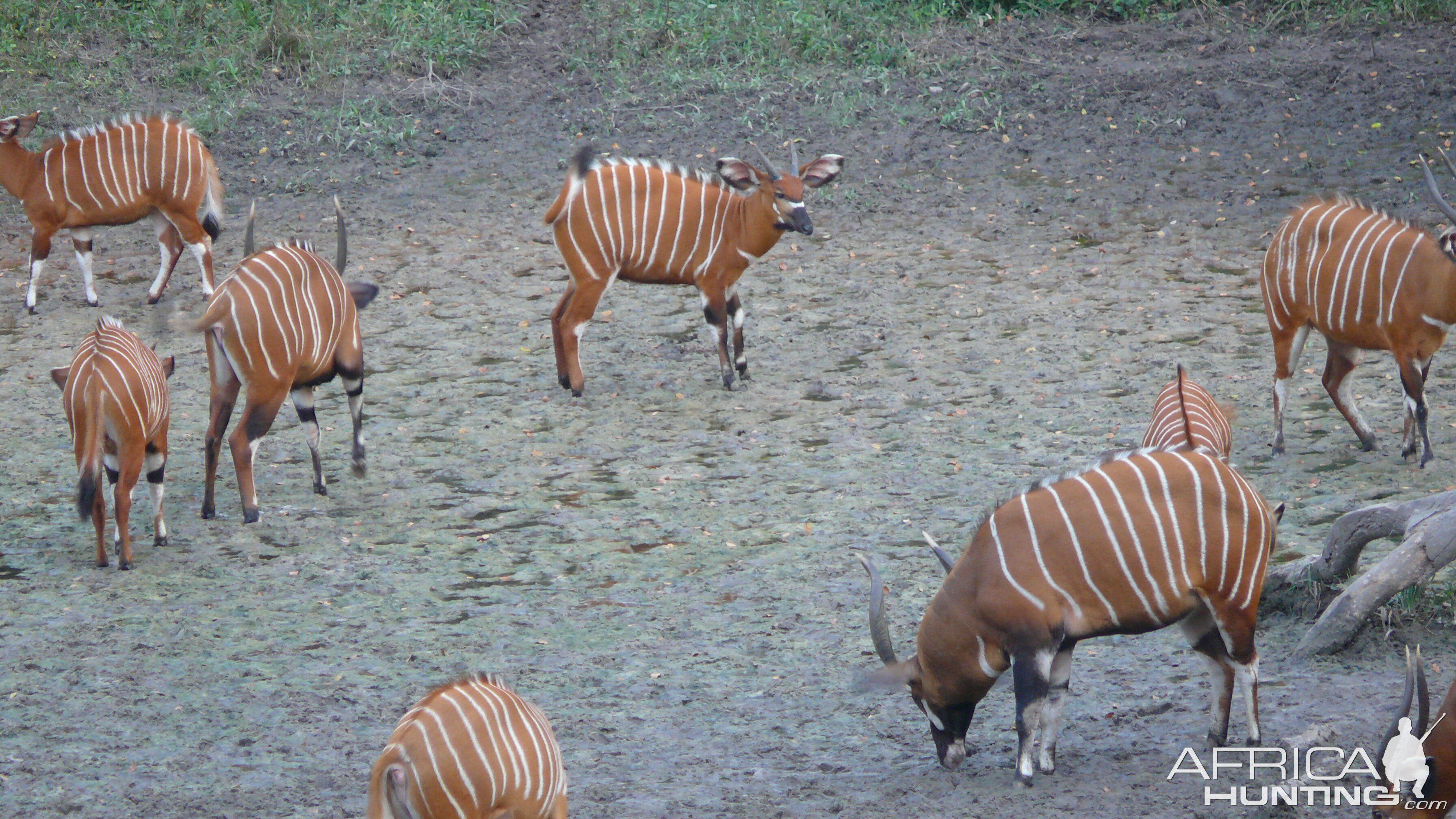 Bongo in Central African Republic