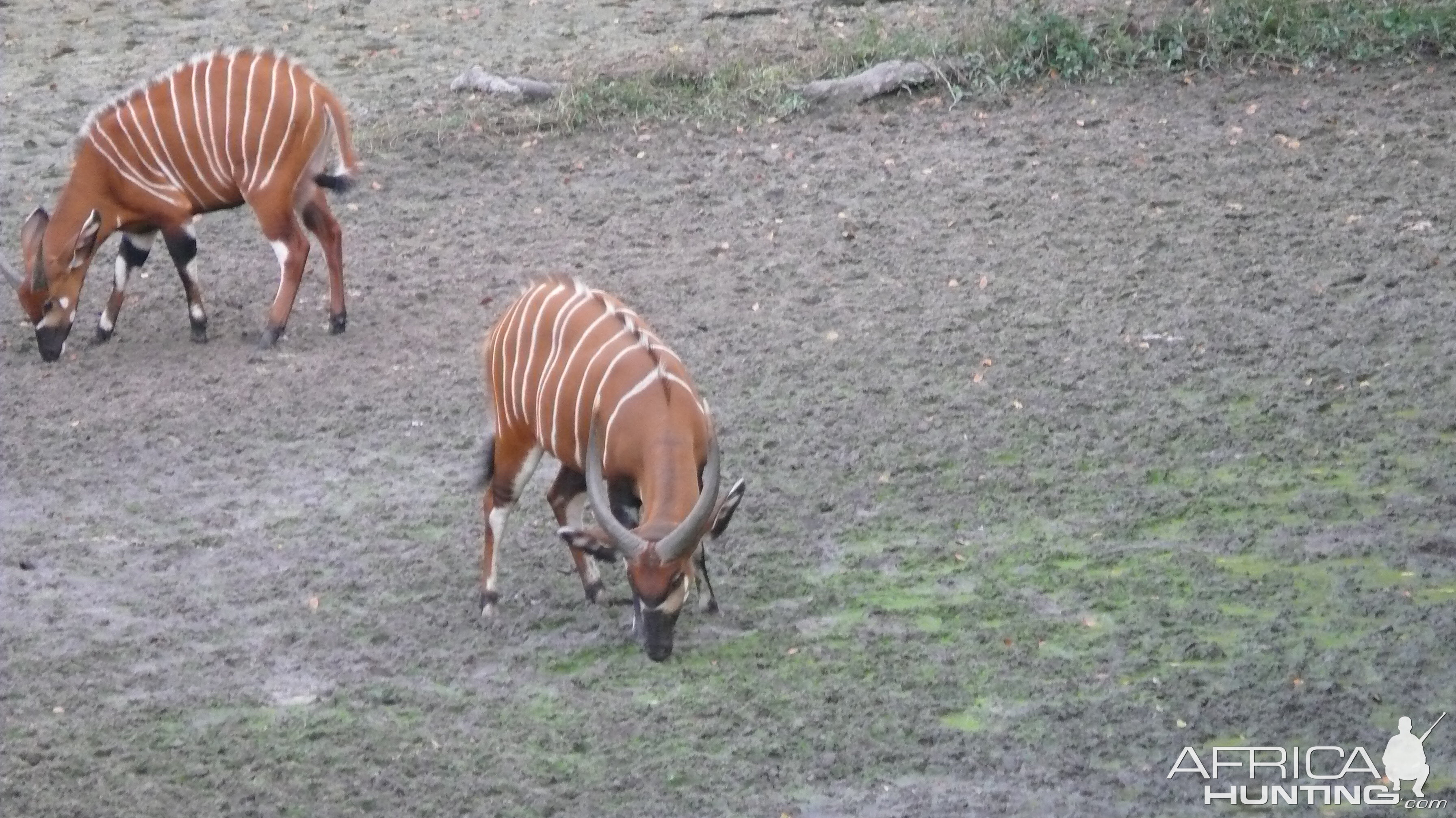 Bongo in Central African Republic