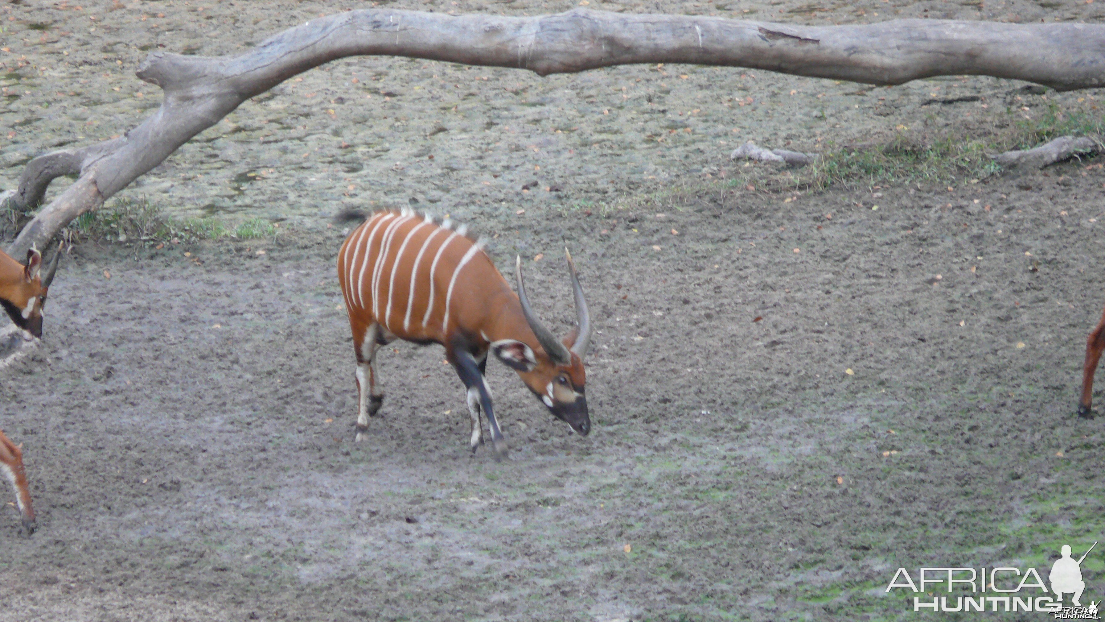 Bongo in Central African Republic