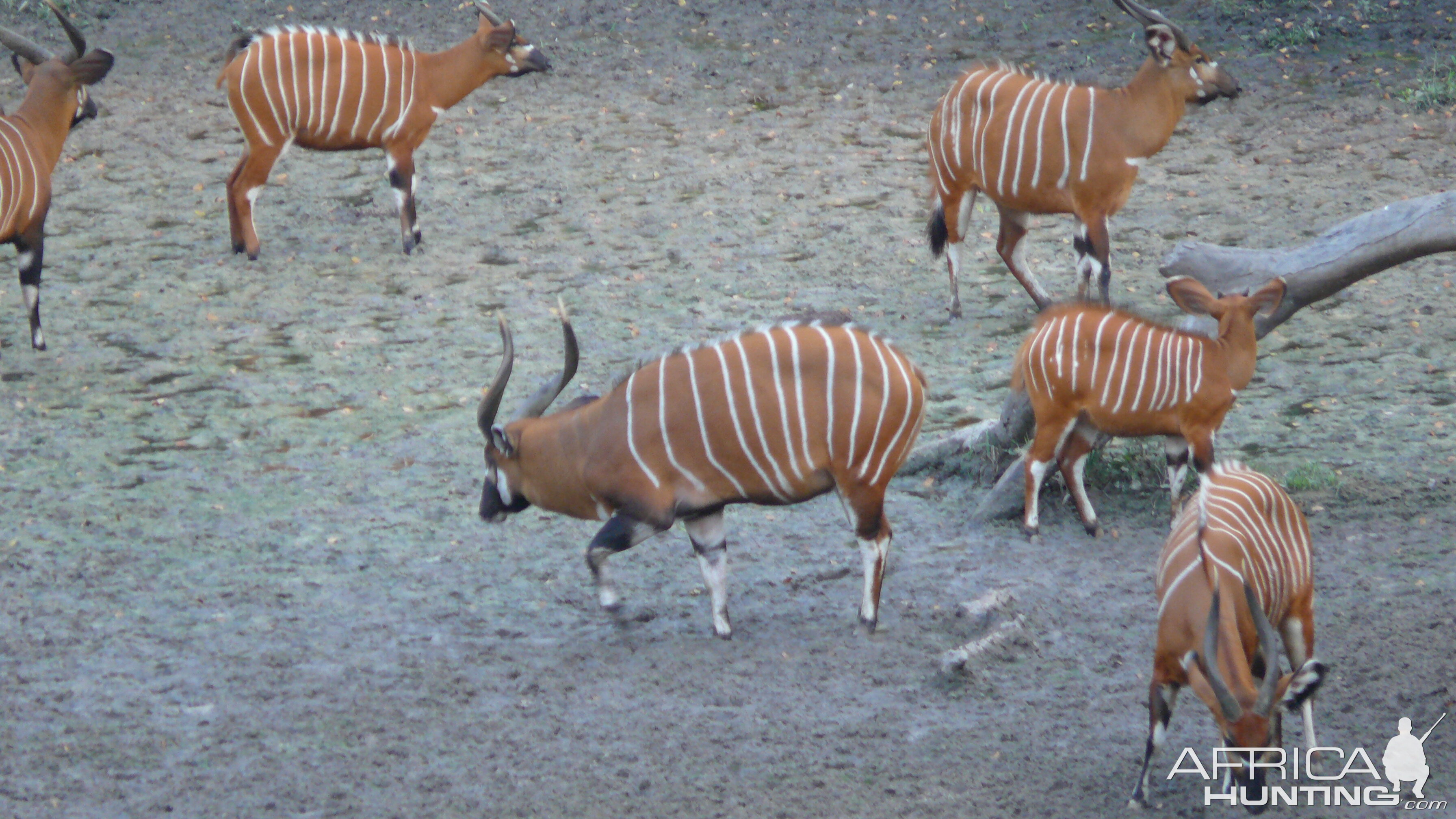 Bongo in Central African Republic