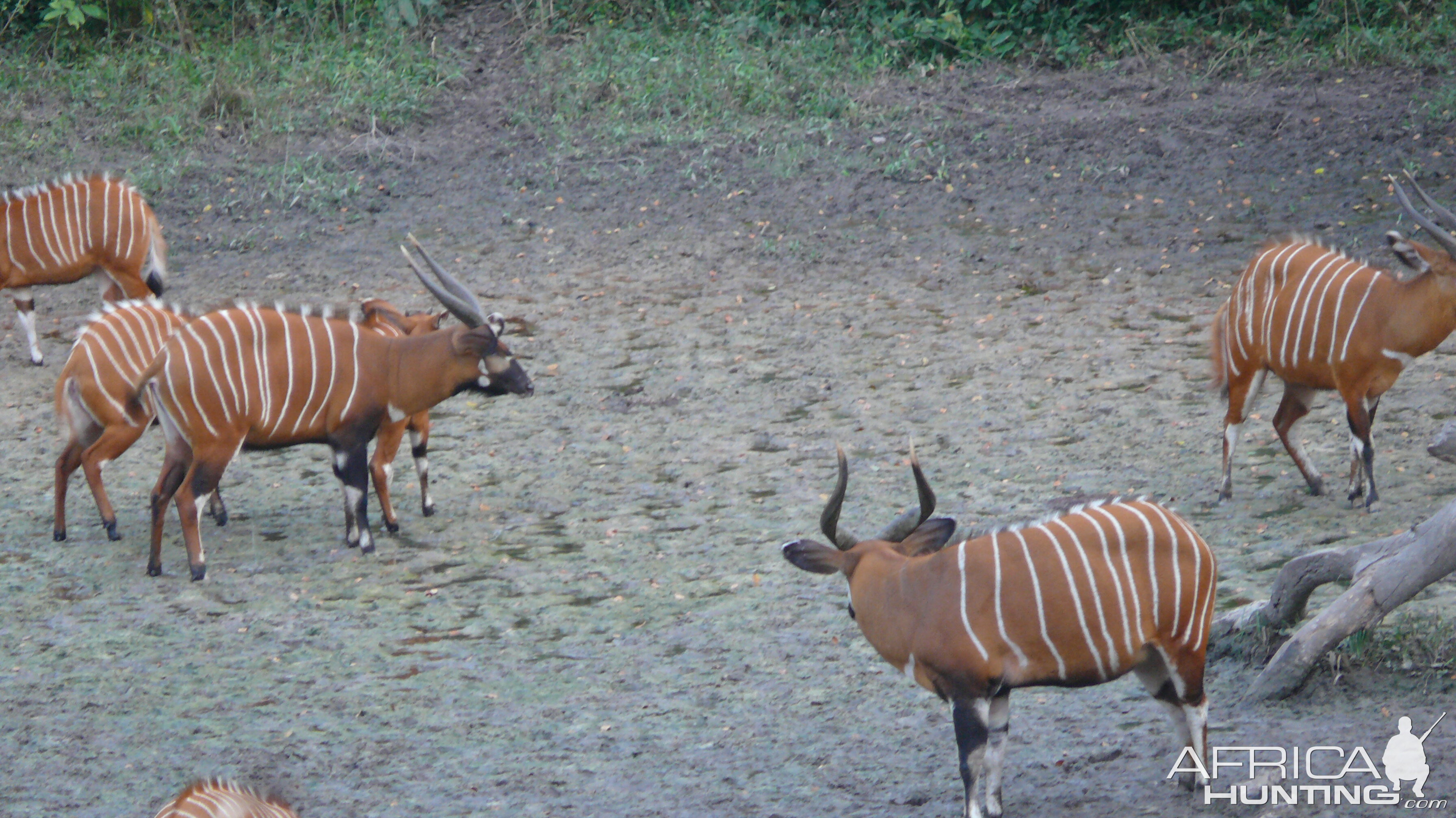 Bongo in Central African Republic