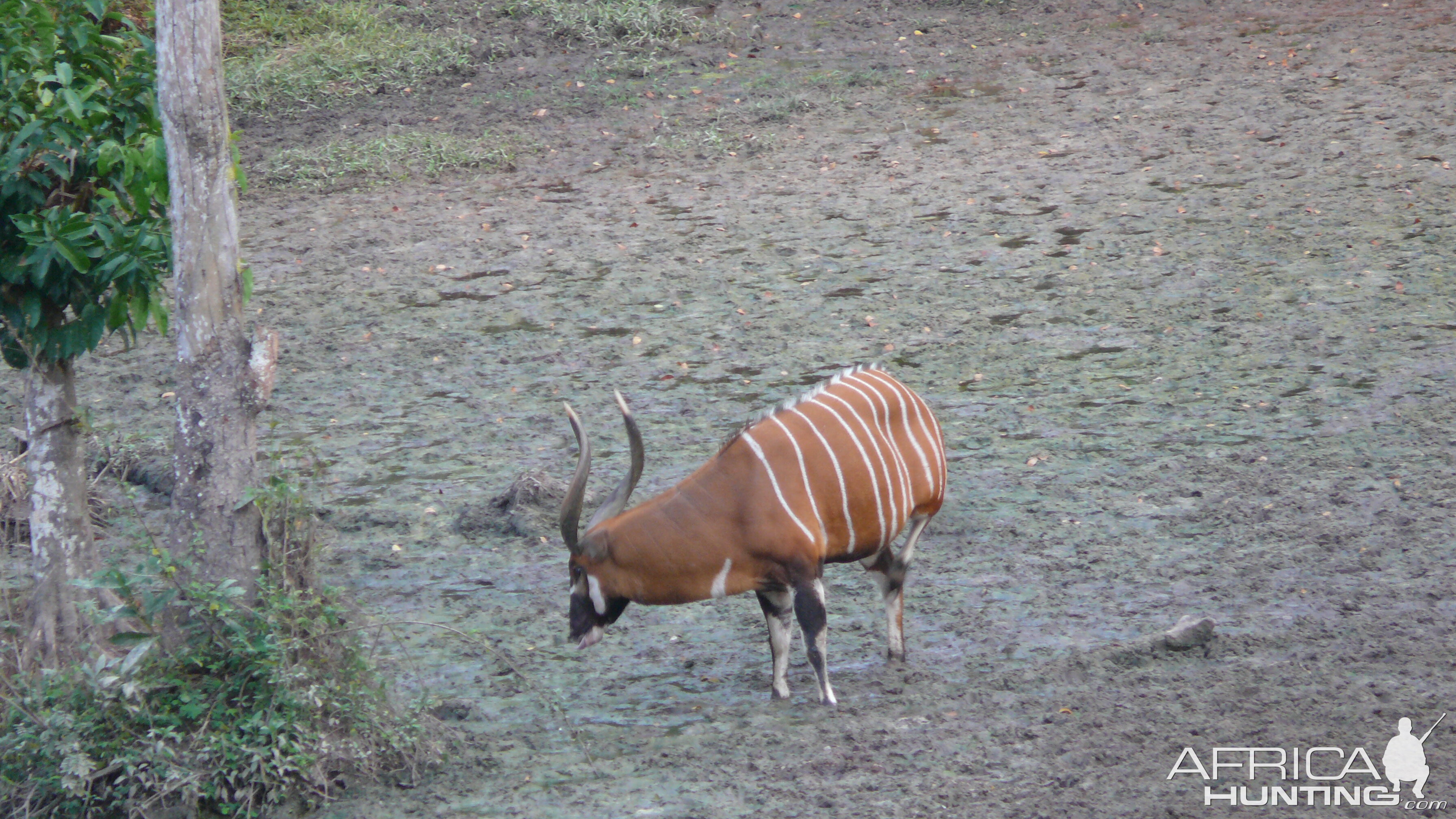 Bongo in Central African Republic