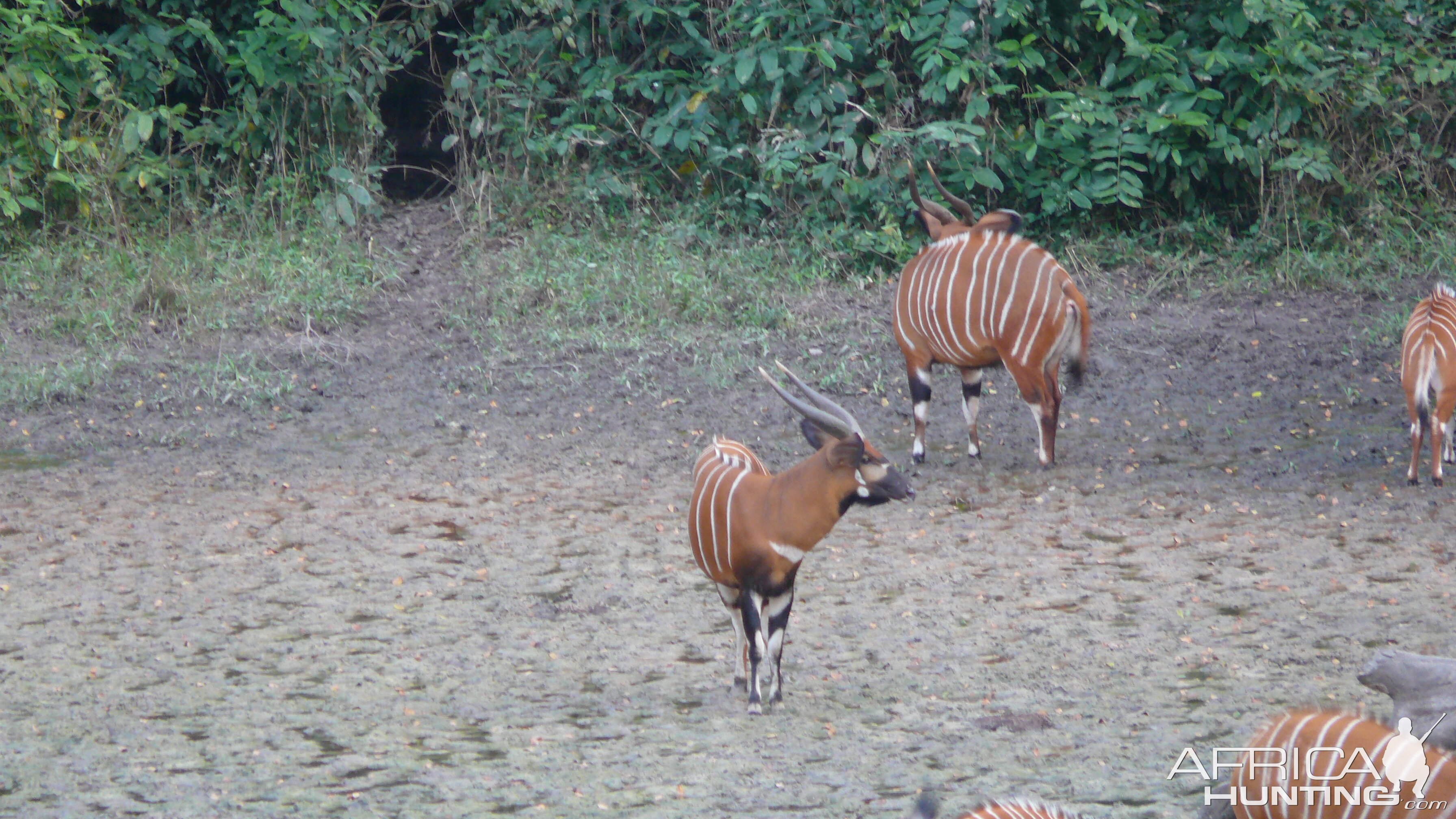 Bongo in Central African Republic