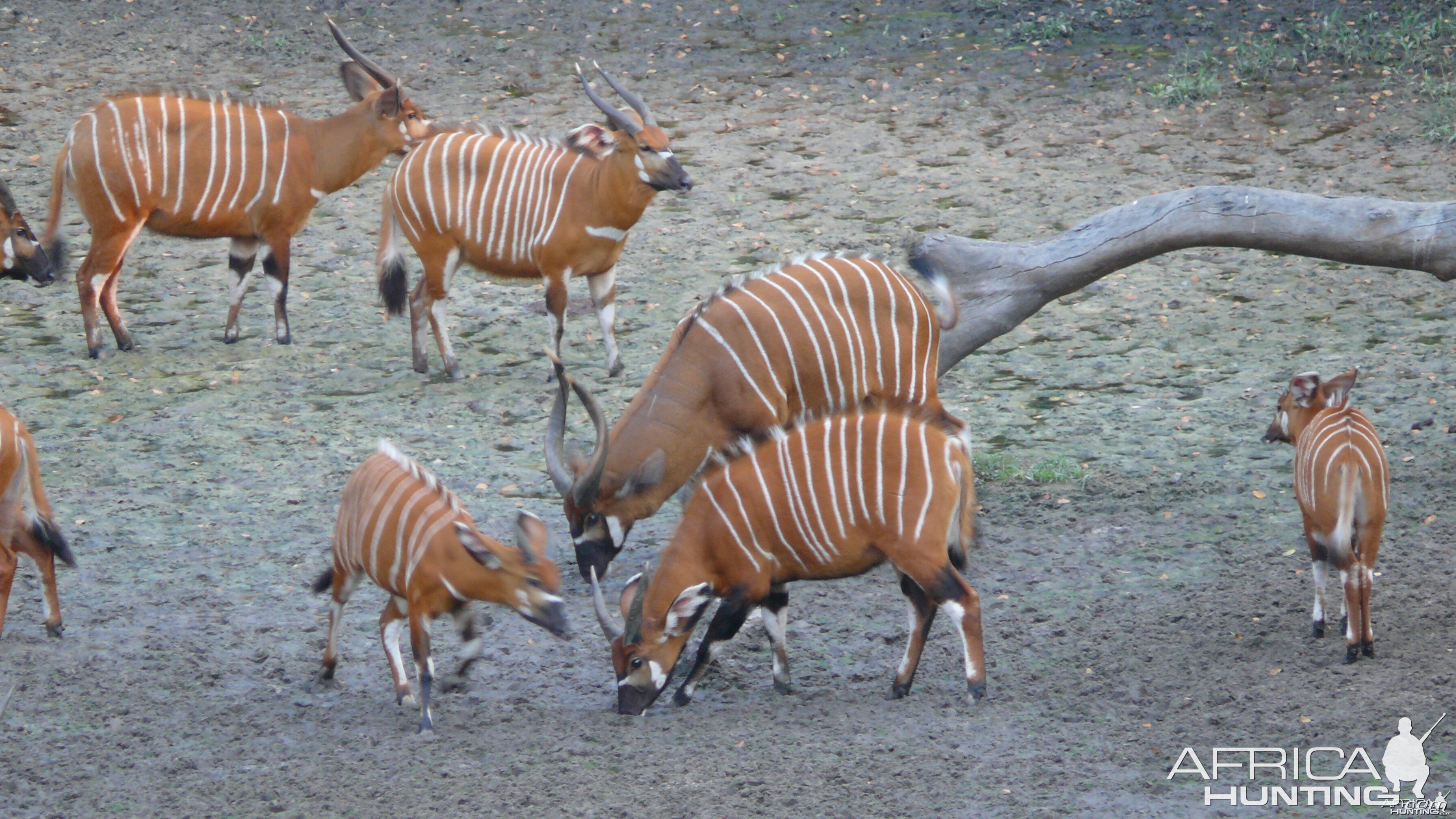 Bongo in Central African Republic