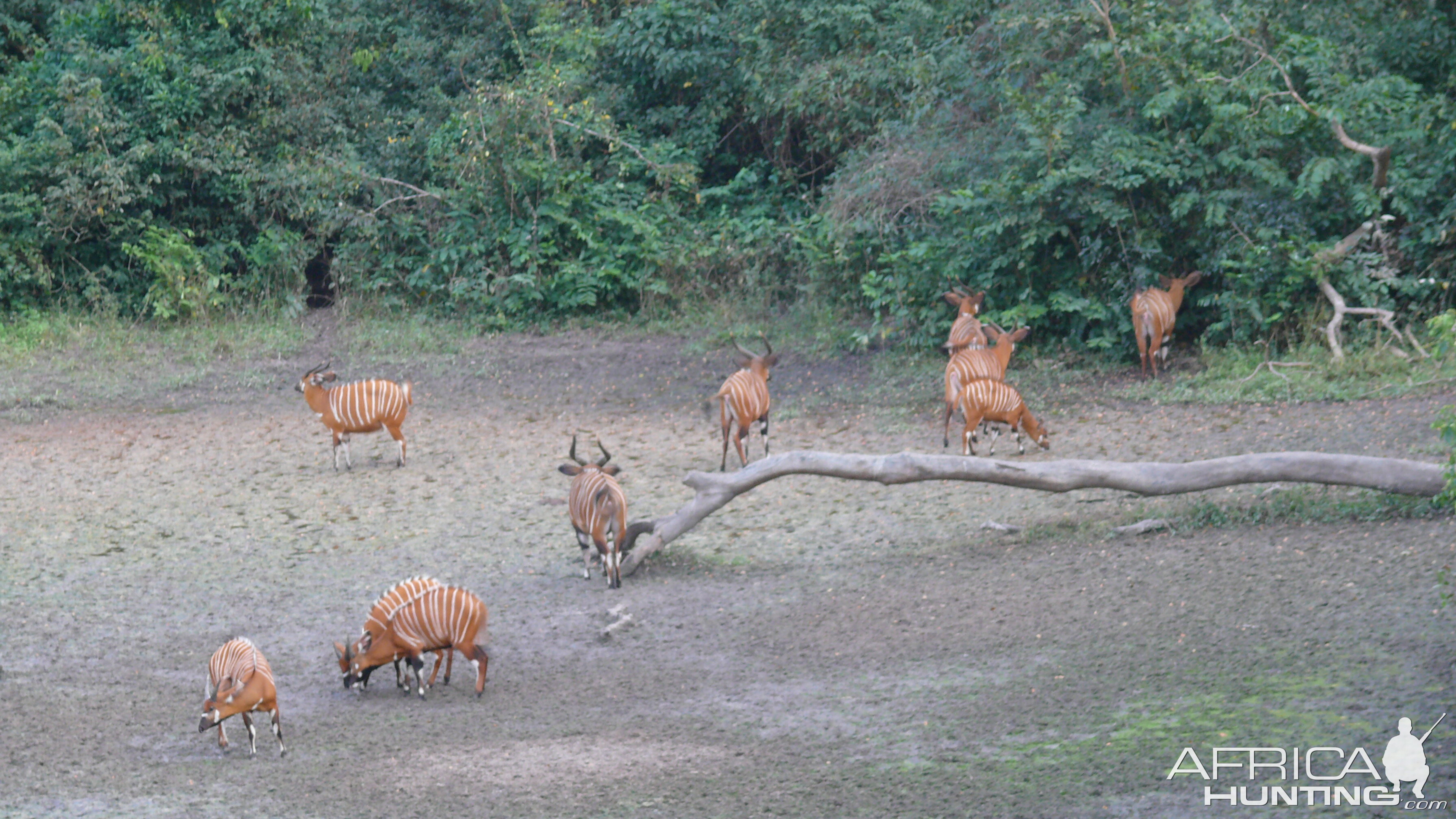 Bongo in Central African Republic