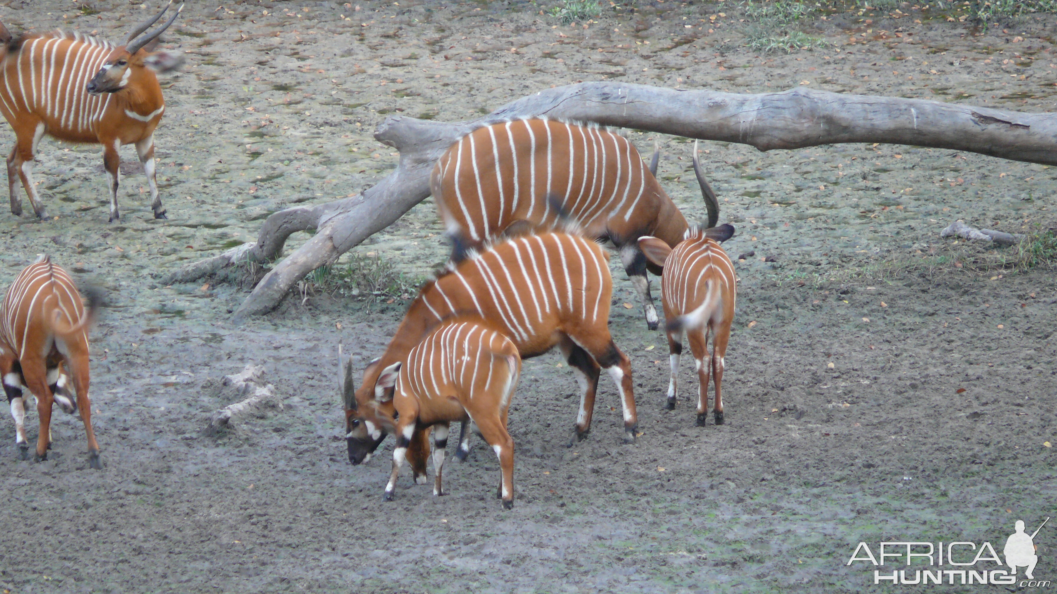 Bongo in Central African Republic