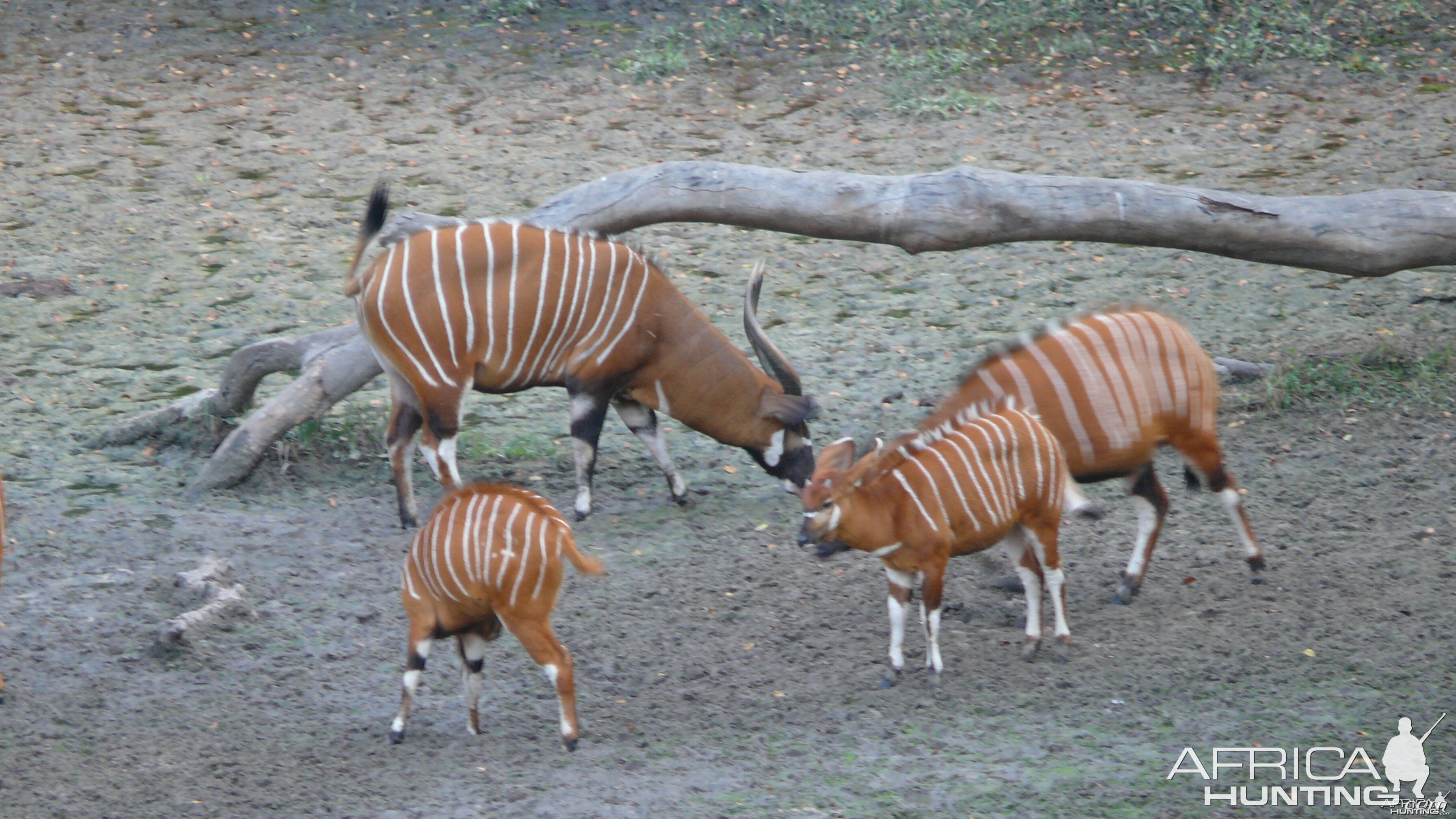 Bongo in Central African Republic