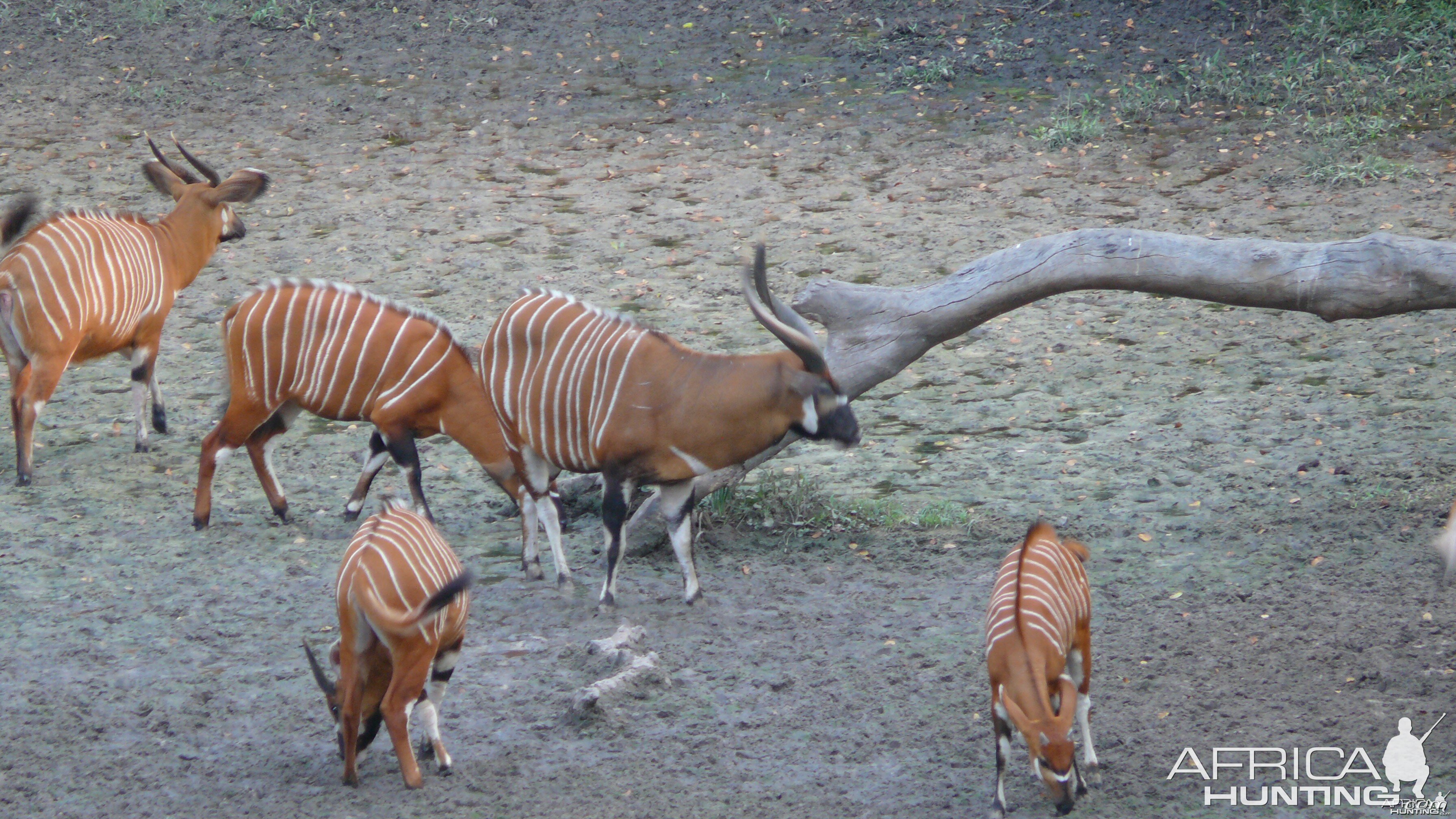 Bongo in Central African Republic