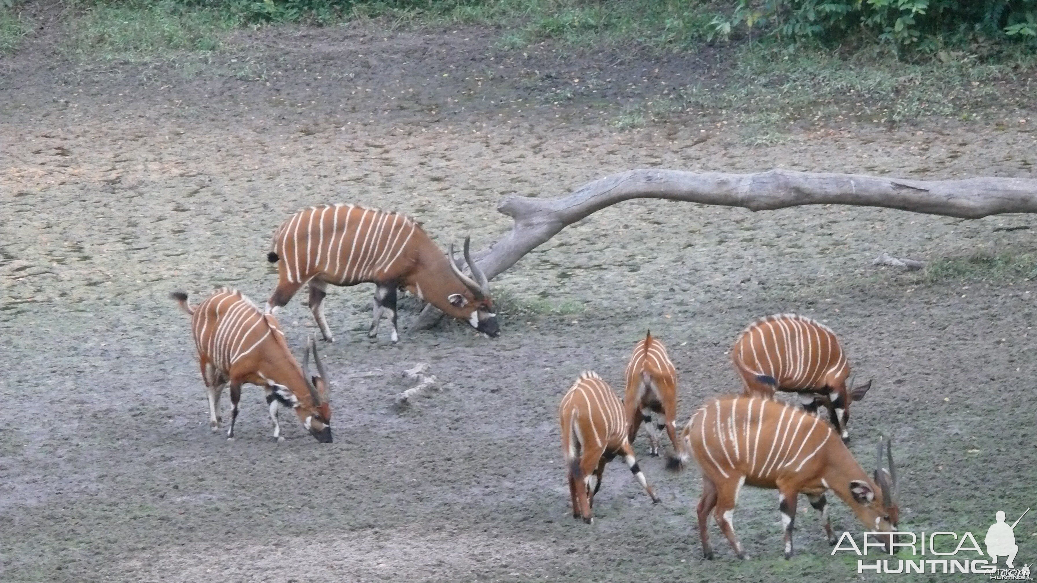 Bongo in Central African Republic